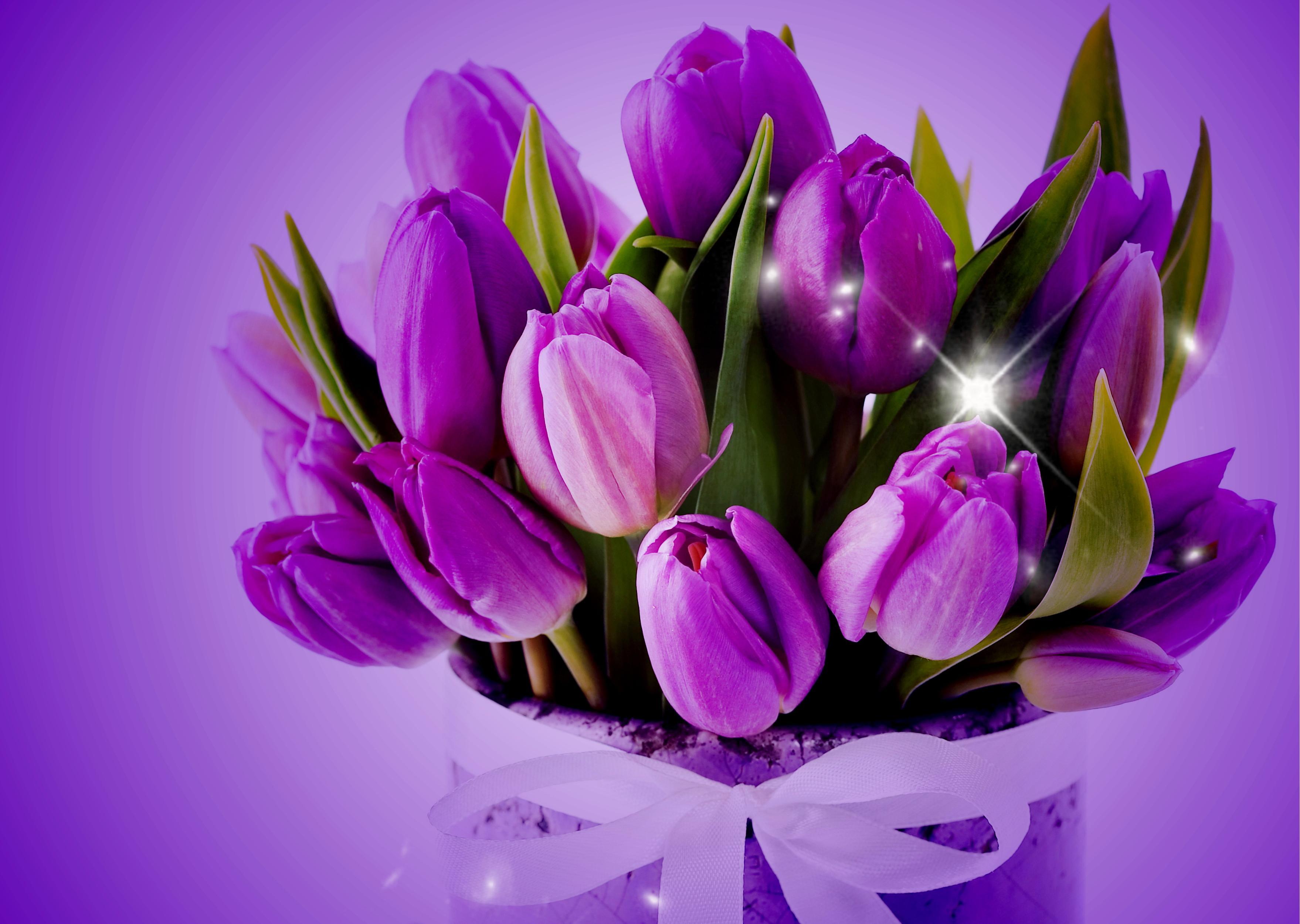 Purple Tulips HD Wallpaper