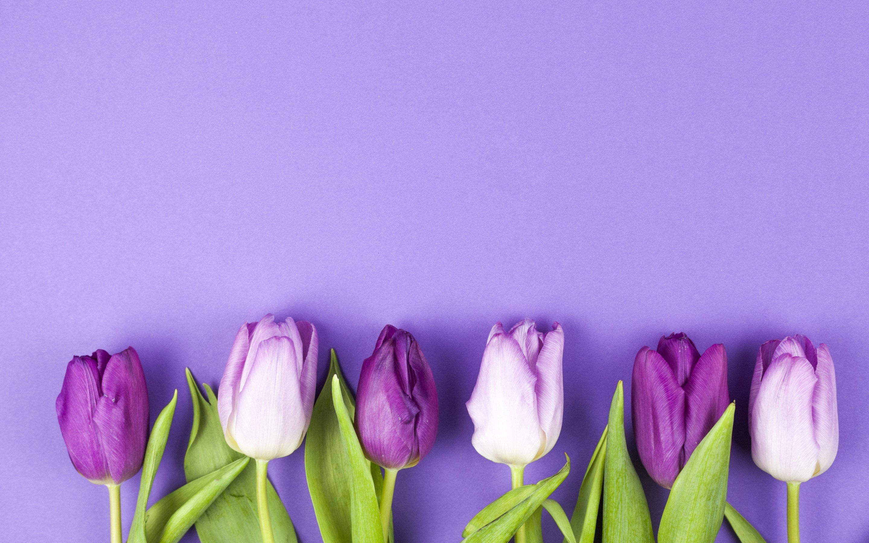 Download wallpaper purple tulips, spring, tulips on a purple