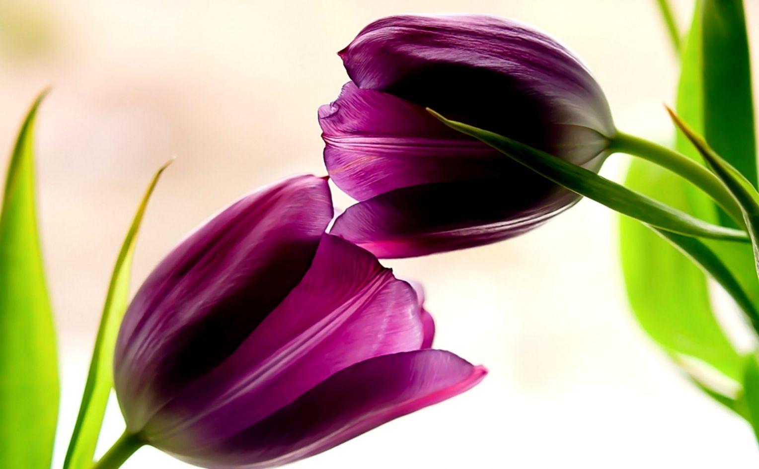 Tulips Purple Flowers HD Wallpaper