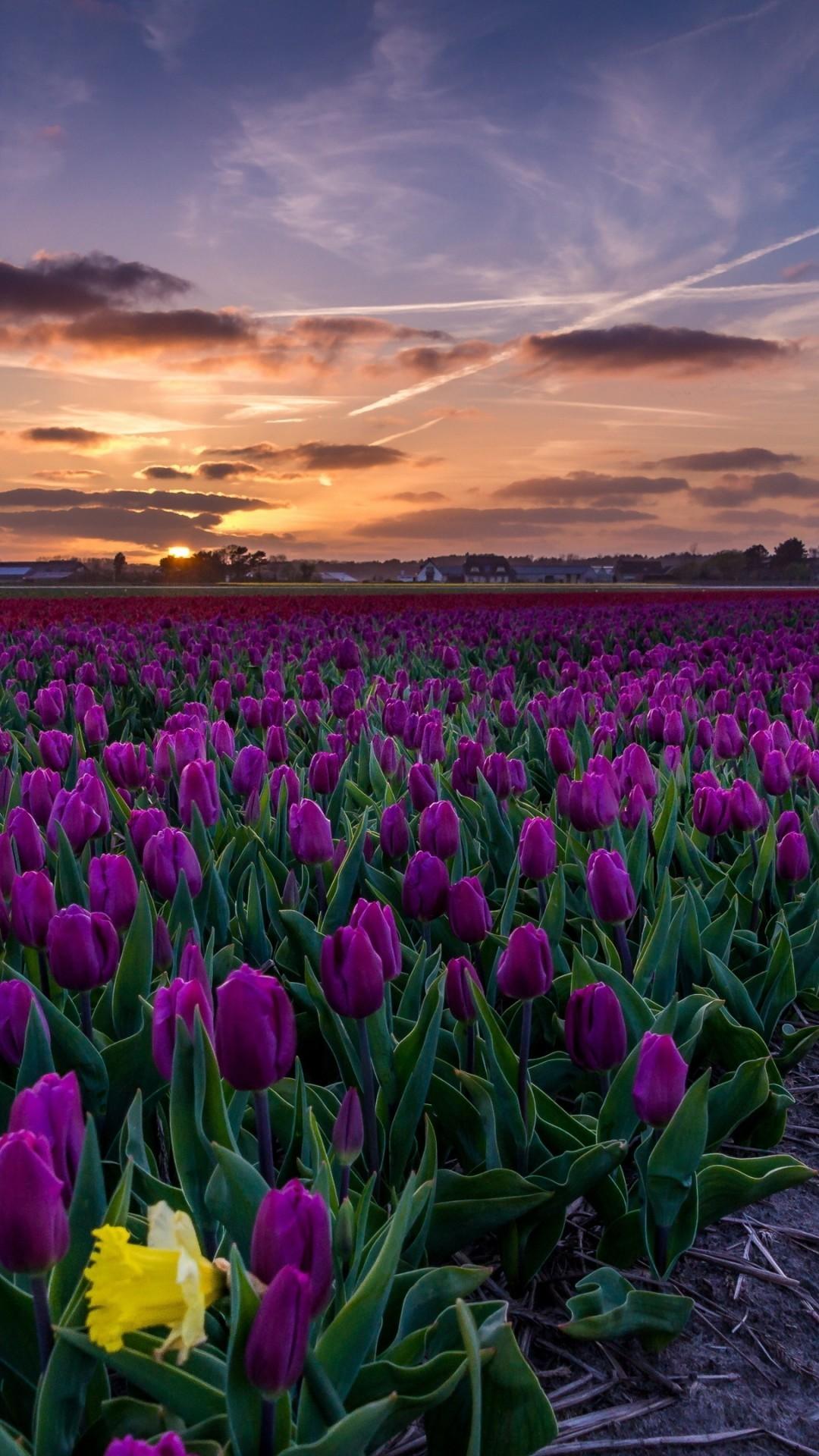 Download 1080x1920 Purple Tulips, Field, Path, Sunset Wallpaper