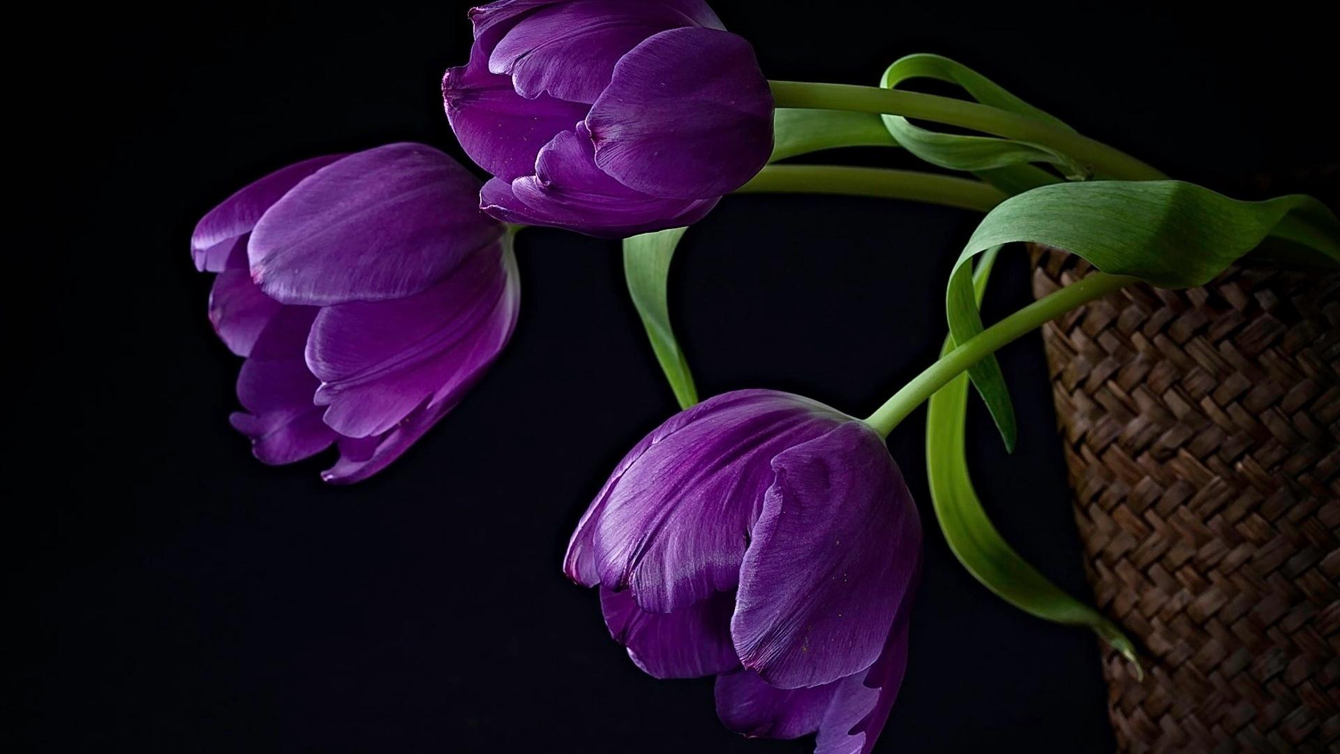 Purple Tulips in Basket with Black Background Wallpaper