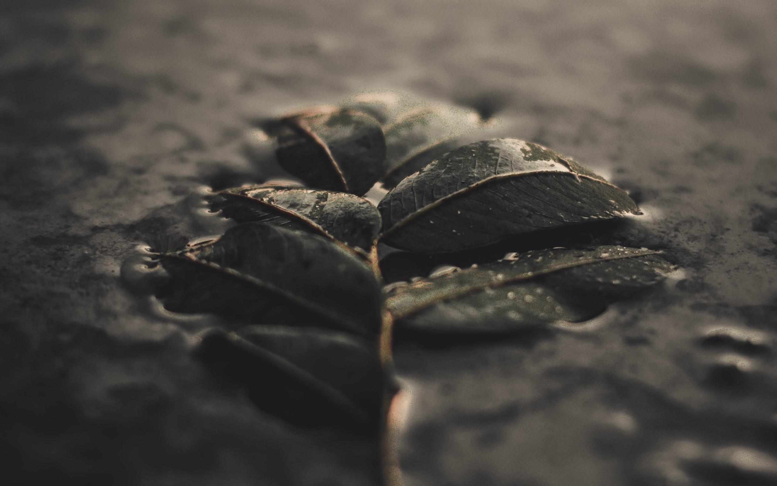 Download 2560x1600 Wet Leaves, Branch, Ground, Depth Of Field