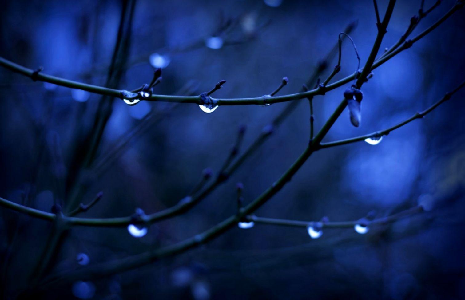 Nature Water Drops Twig HD Wallpaper