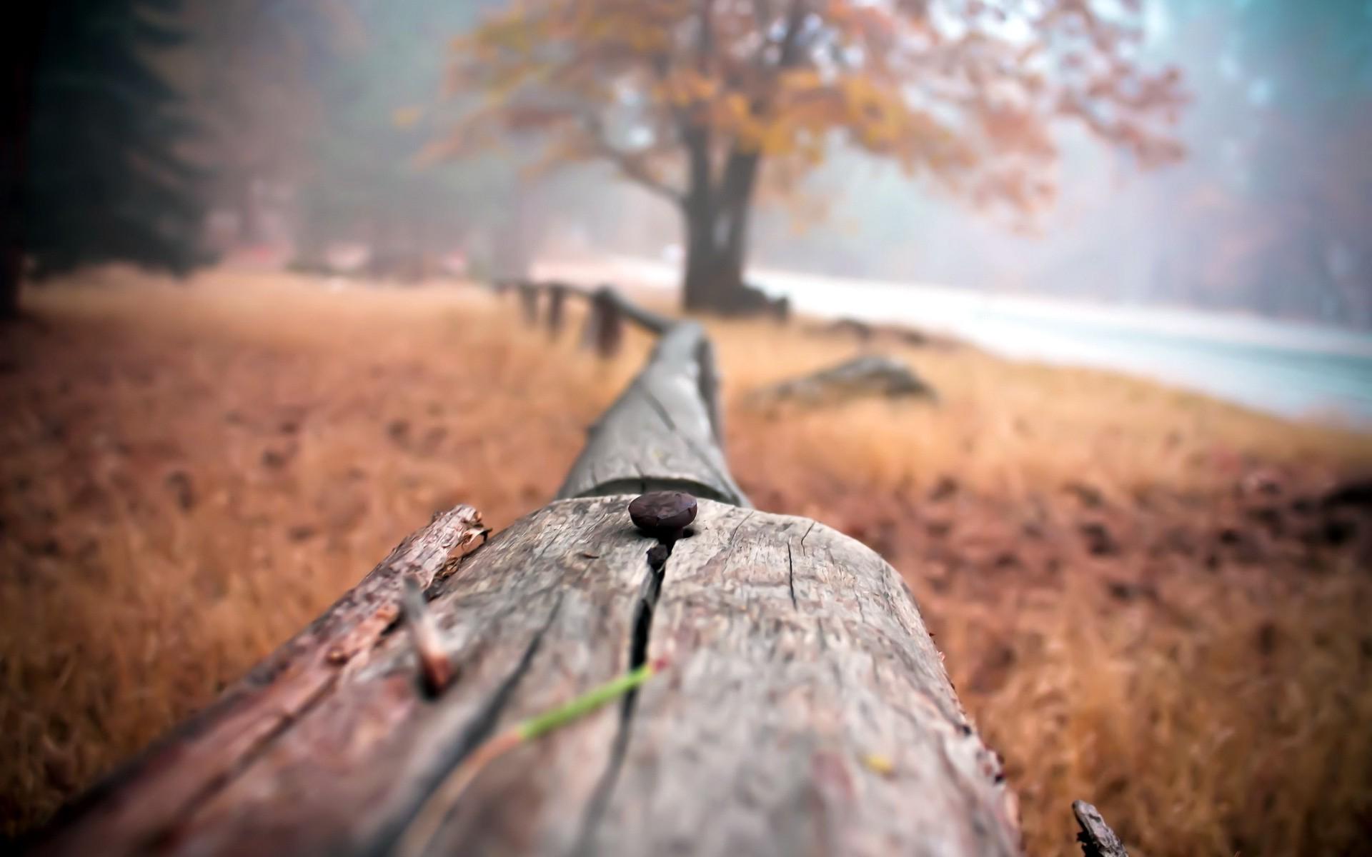 Fence, Wood, Depth Of Field, Nature, Nails Wallpaper Of