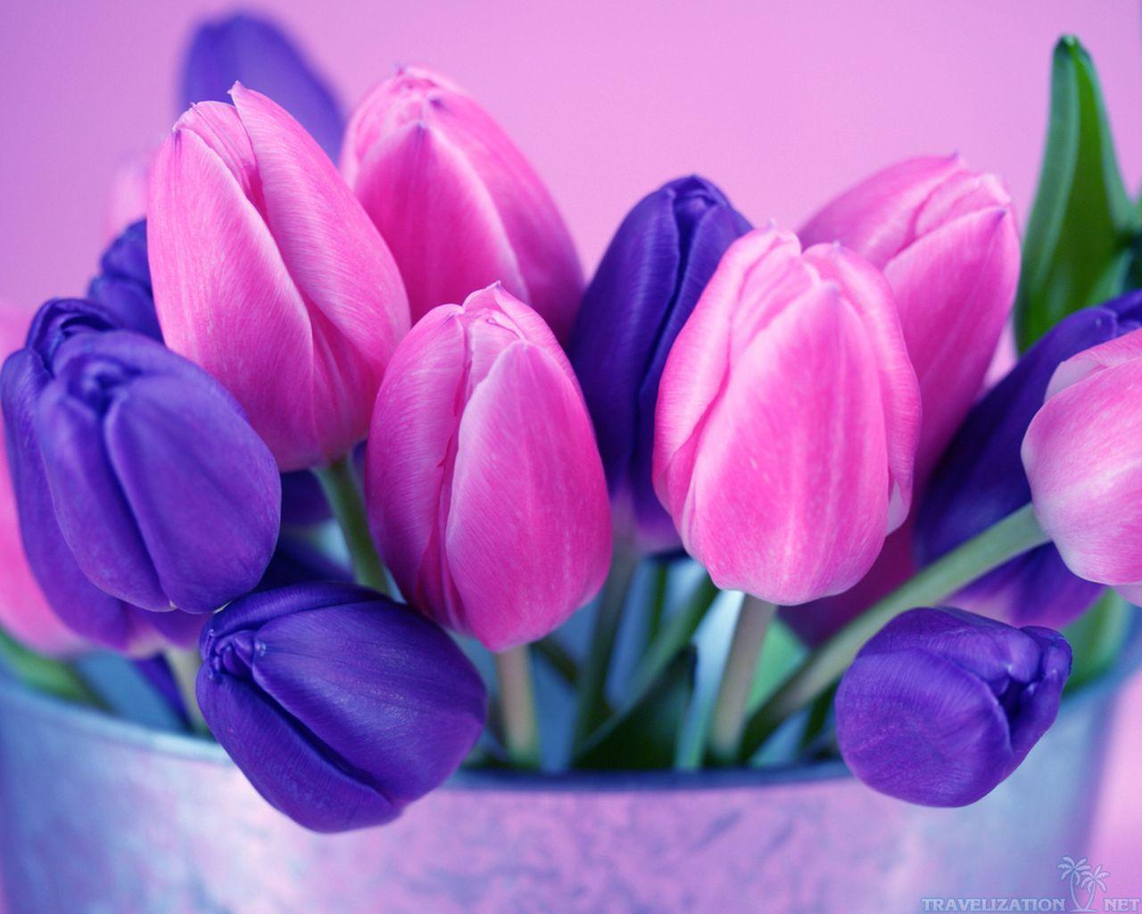 Purple Tulip Wallpaper. Phone wallpaper. Tulips flowers, Purple