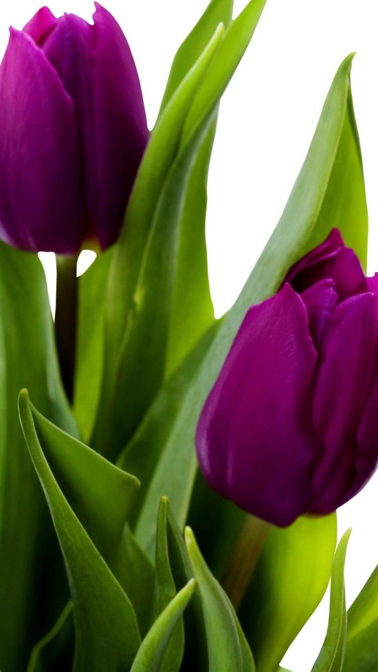 Tulip Purple Flower Spring HD Wallpaper
