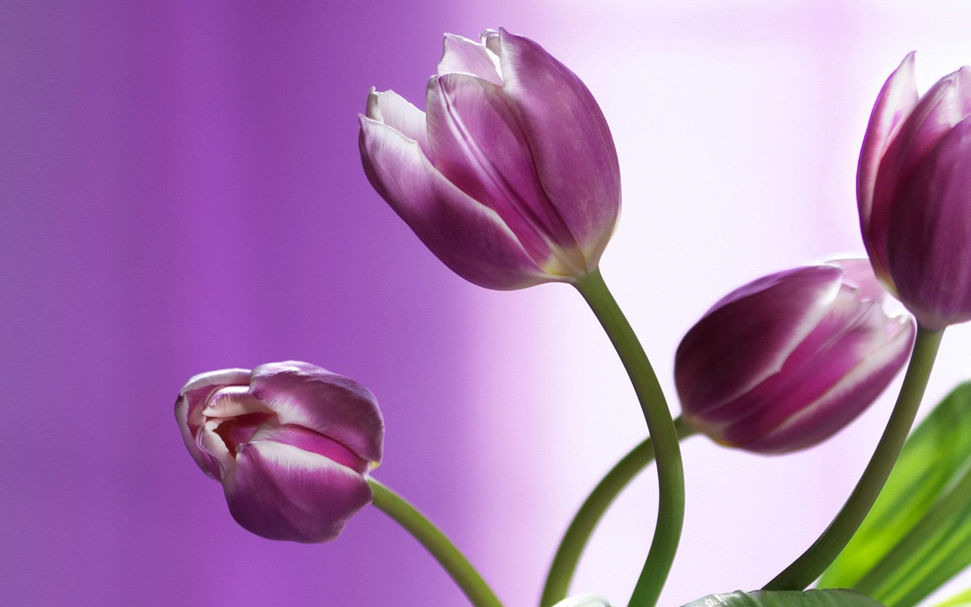 Wallpaper Purple Tulips Close Up, Flowers, Bokeh 1920x1200 HD