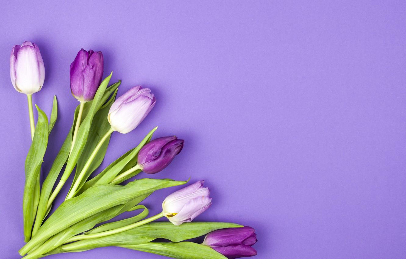 purple tulips wallpaper background