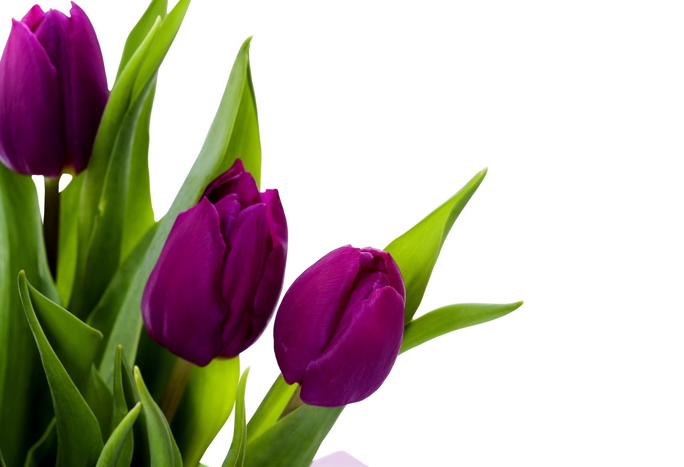 Purple Tulips HD Wallpaper Background Image 2400×1640 ID Tulip