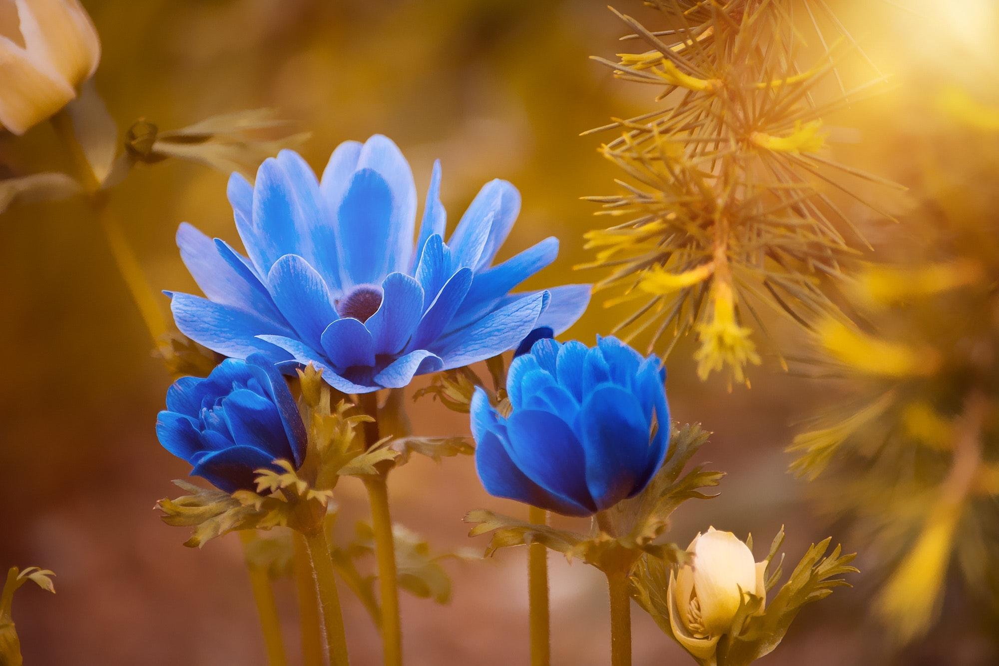 Blue Roses Flower HD Wallpaper Depth Of Field With F Stop