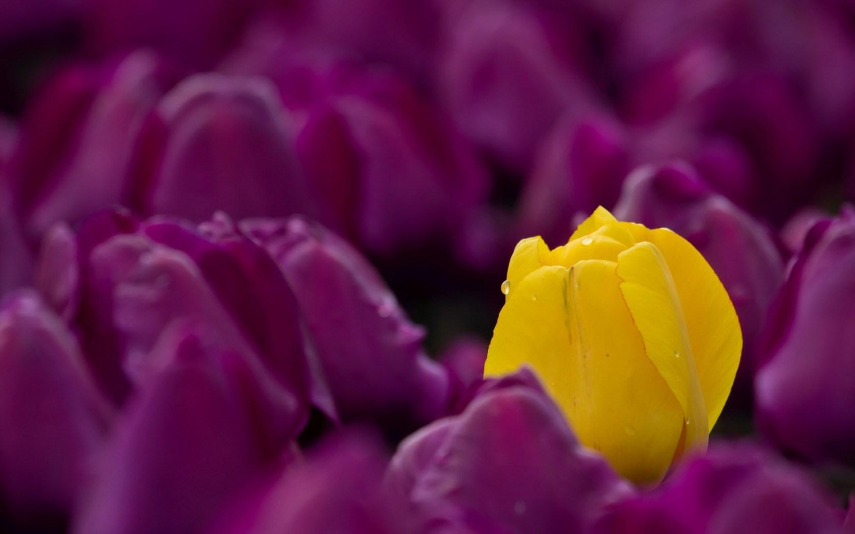 Yellow Purple Tulips HD Wallpaper, Background Image