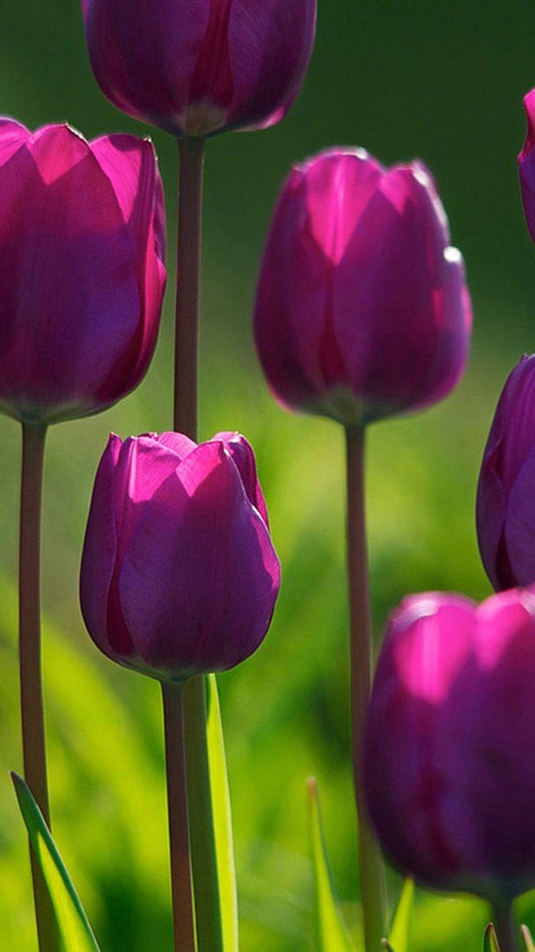 Beautiful purple tulips iPhone 6 Wallpaper. Tulipanes, Flores, Rosas