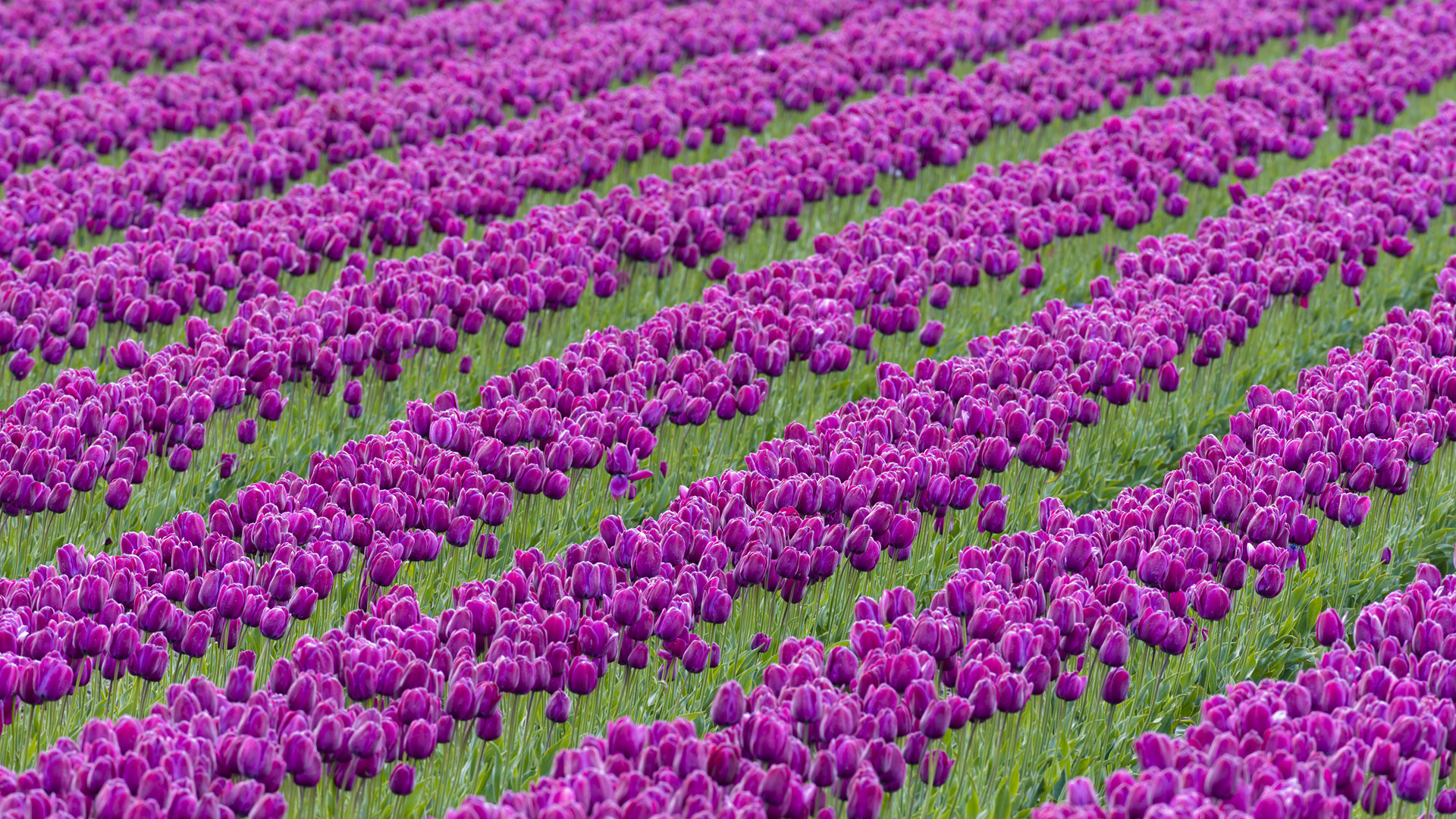 Purple Tulips Wallpaper 261 1920 x 1080