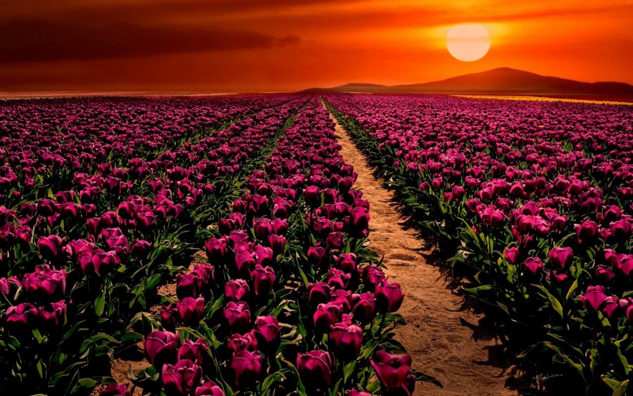 Purple Tulips & Orange Sky wallpaper. Purple Tulips & Orange Sky