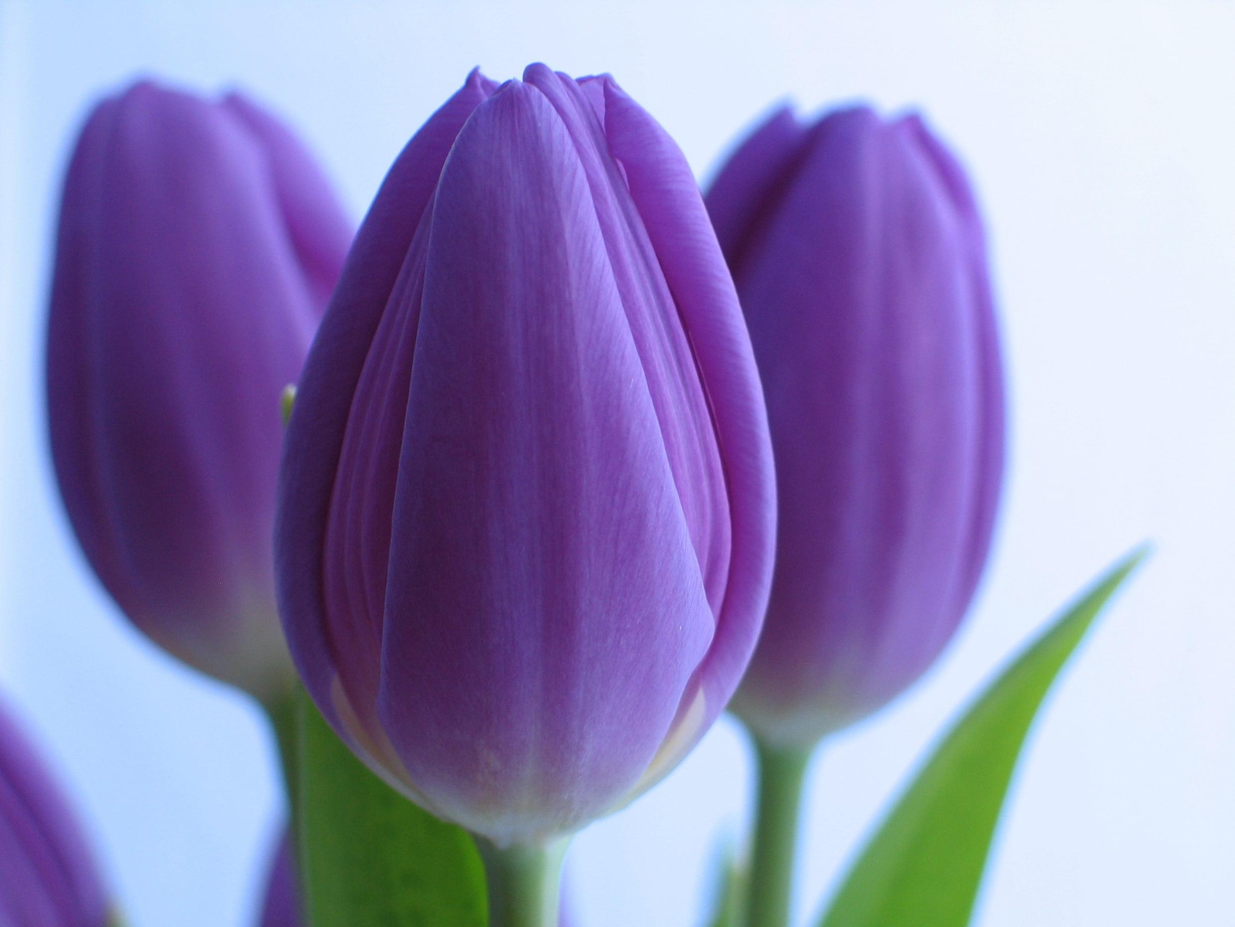 Close Up Photo Of Three Purple Tulips HD Wallpaper