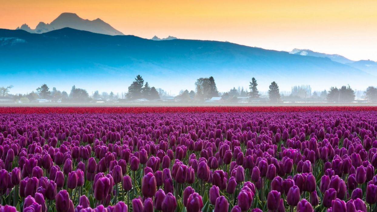 Purple tulips field wallpaperx1080