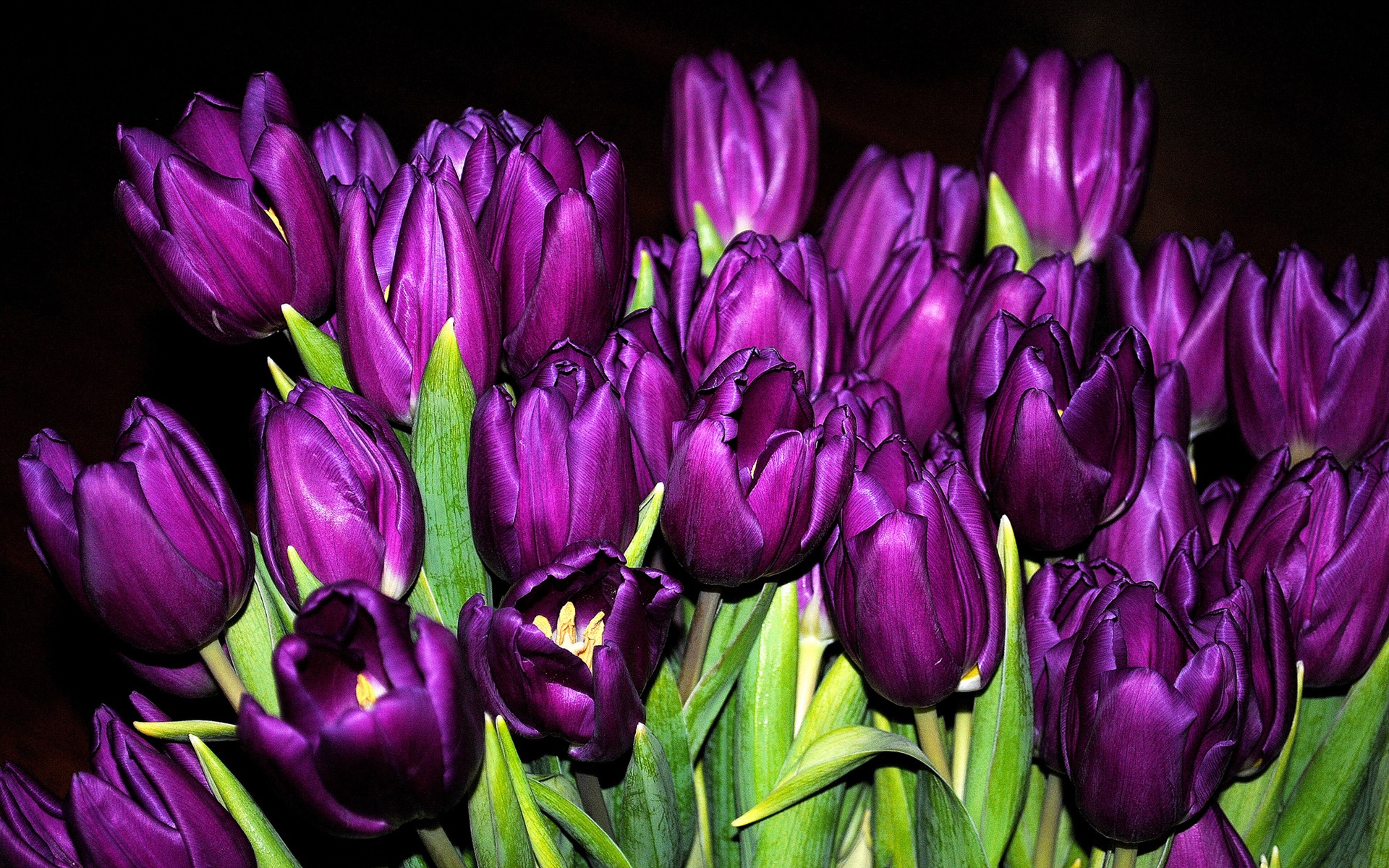 Purple tulip wallpaper Gallery
