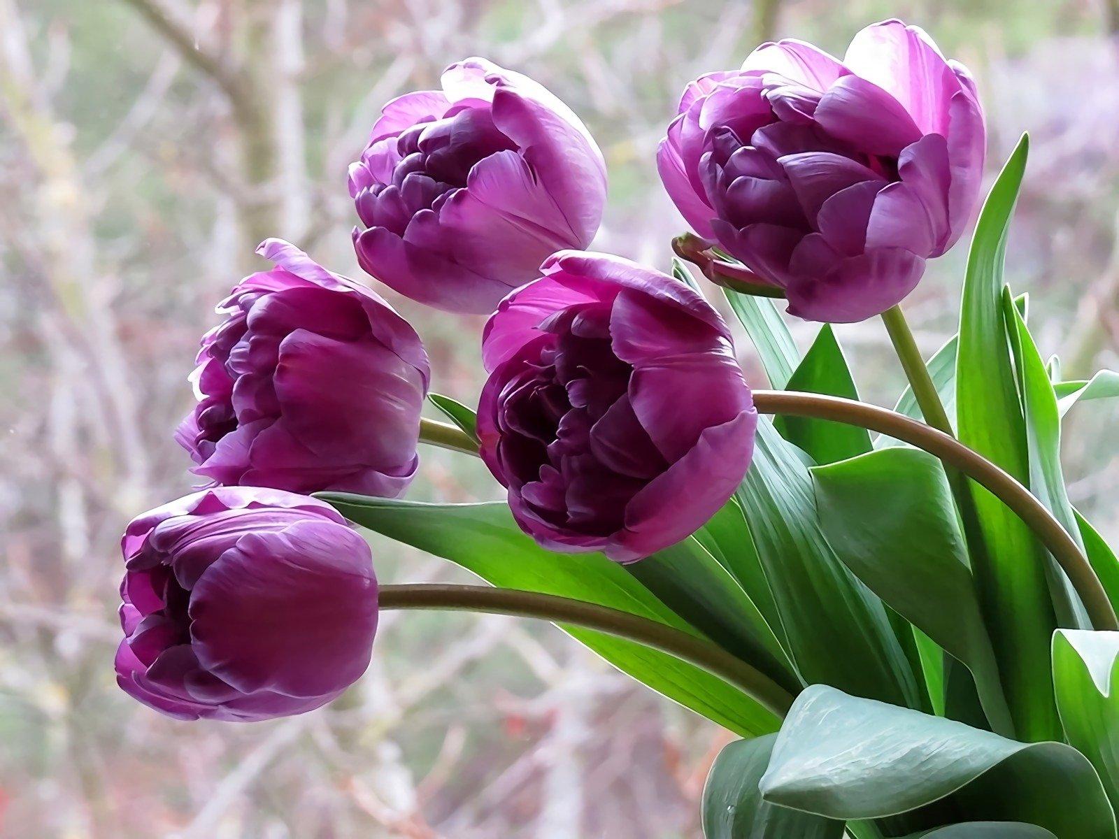 Purple Tulips Wallpaper and Background Imagex1200