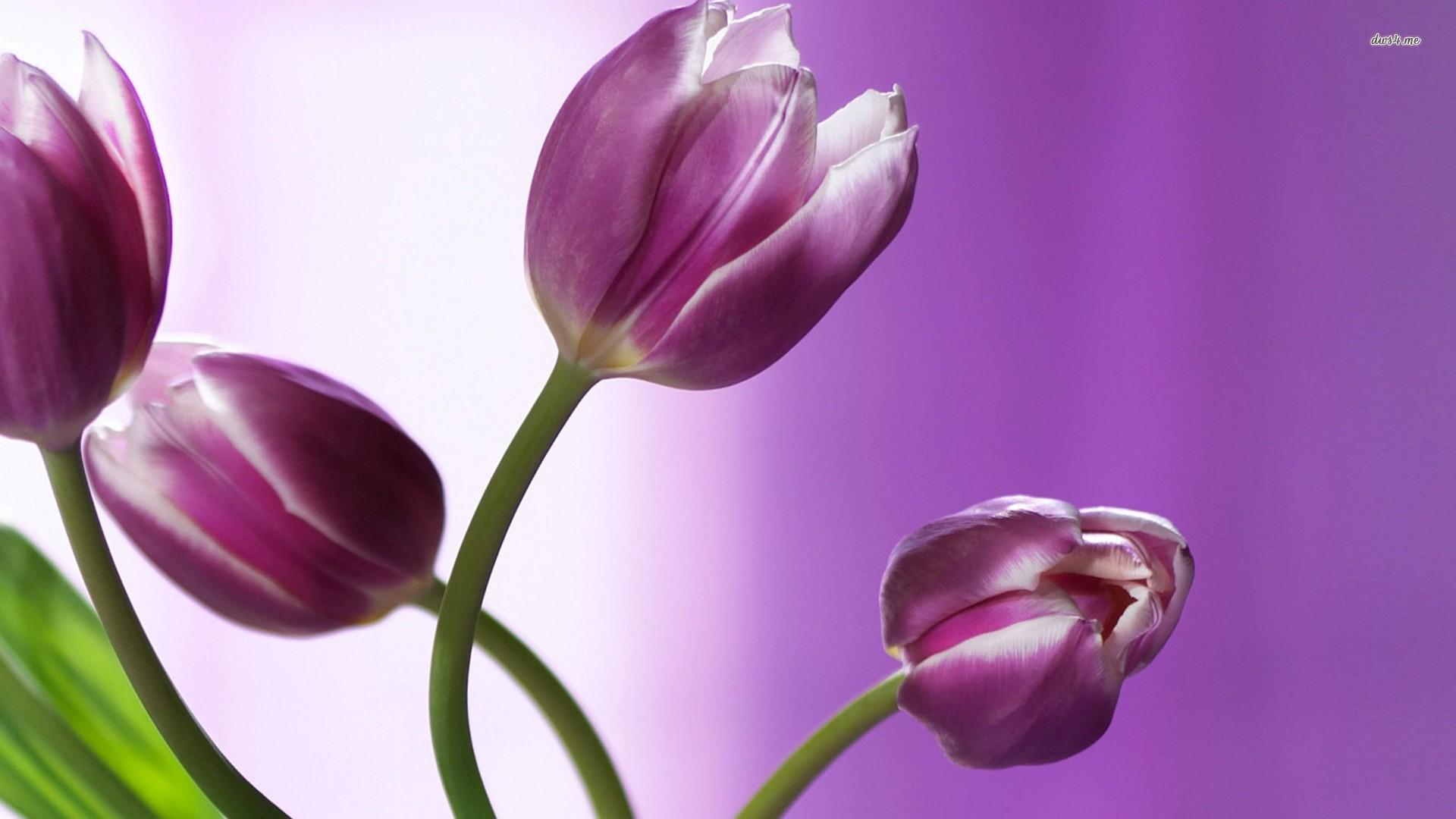 Purple and white tulips wallpaper wallpaper
