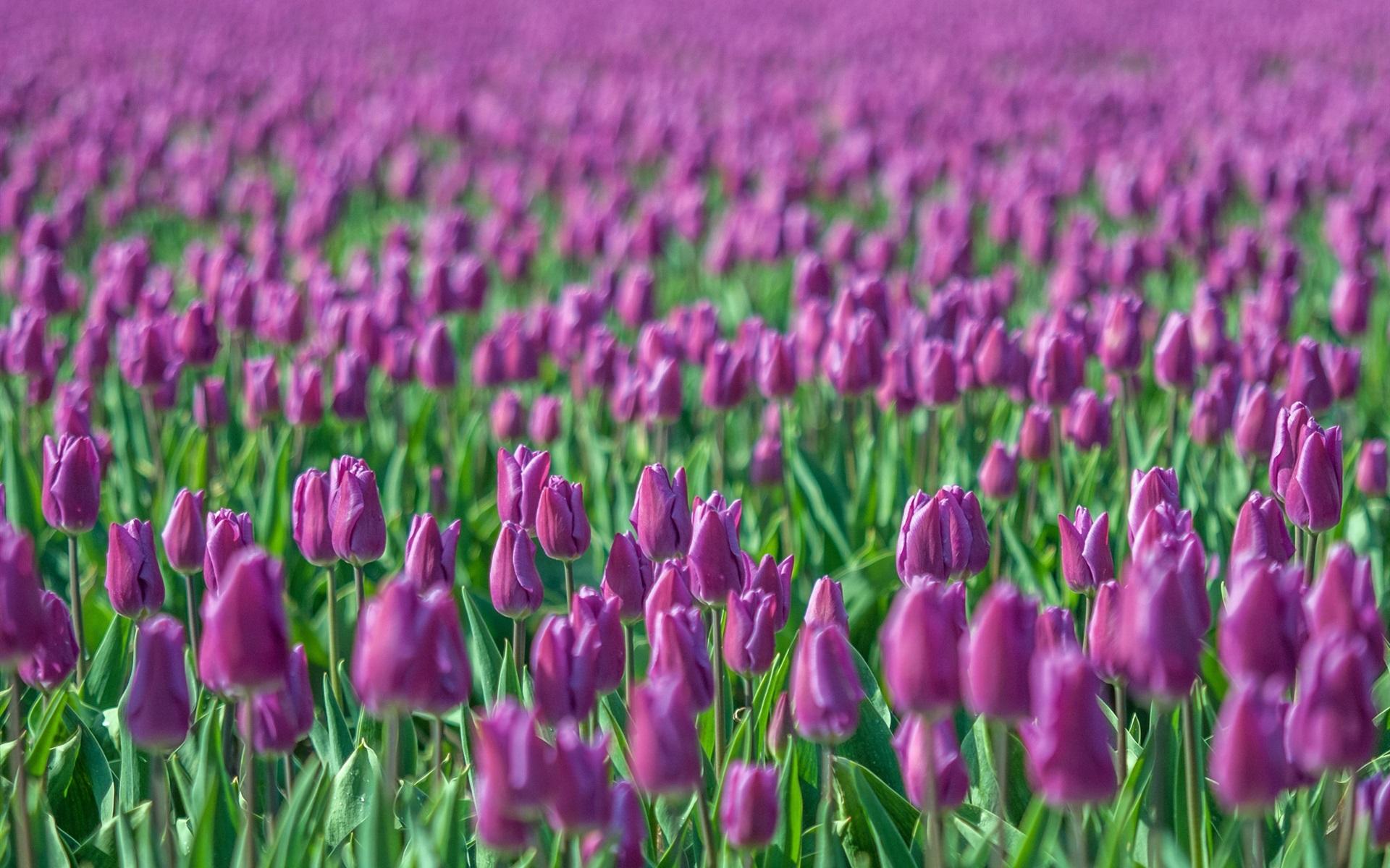 Wallpaper Purple tulips, flowers field, blurring 1920x1200 HD