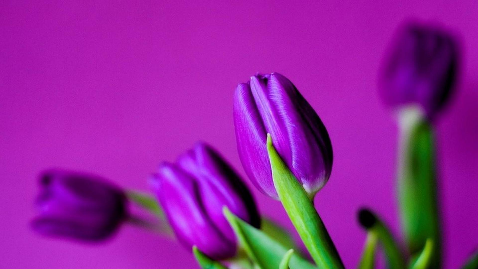 Purple Tulips wallpaperx1080