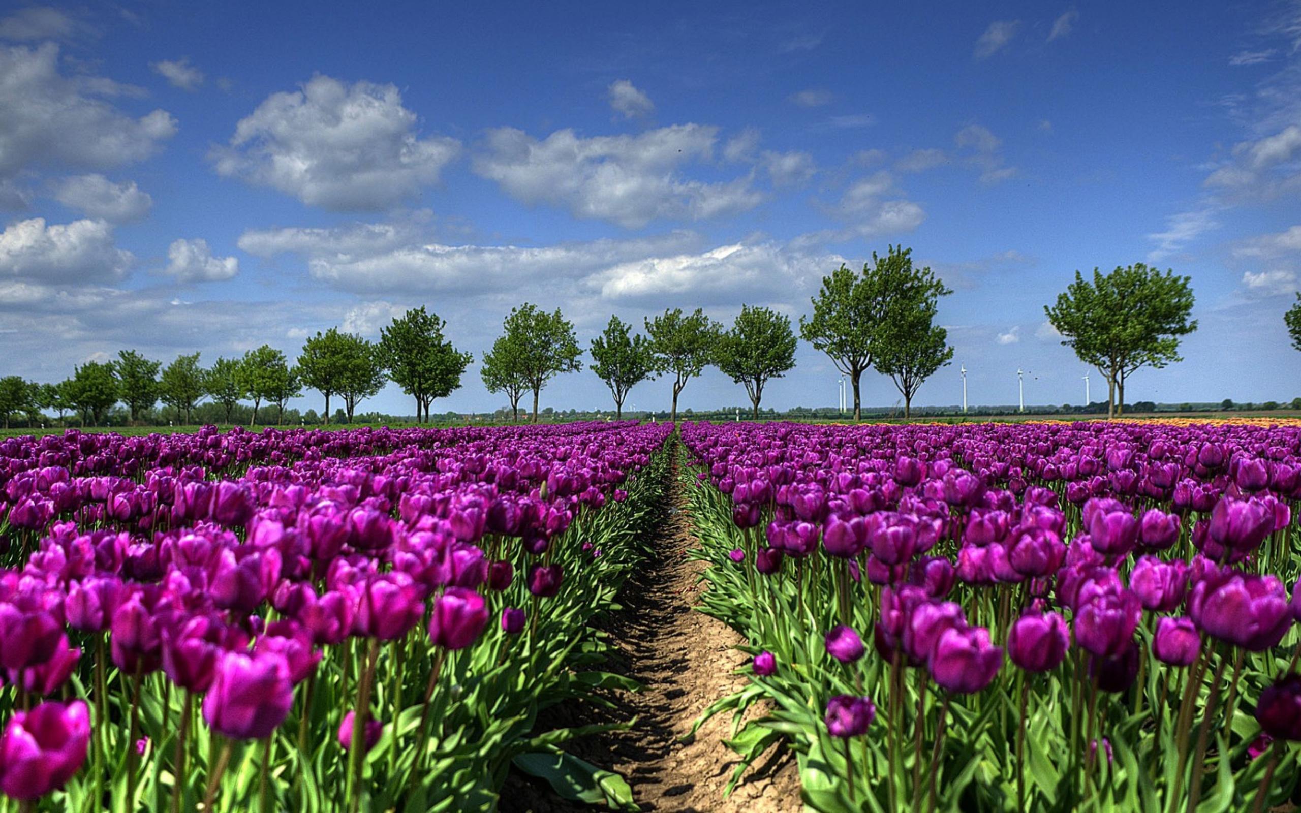 Purple Tulip Field In Holland Wide, Wallpaper13.com