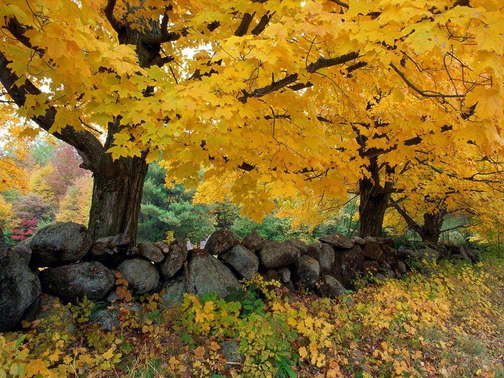 Perfect rock wall in New England. New England. Nature wallpaper