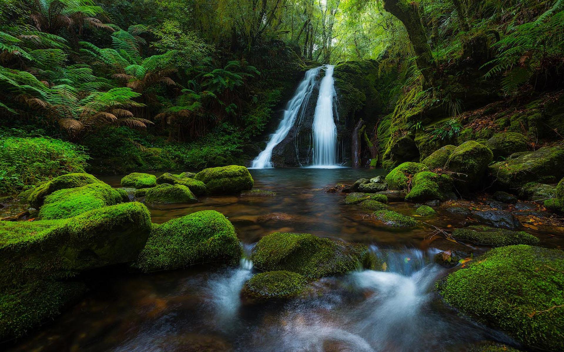 New England National Park Australia Rainforest Waterfall