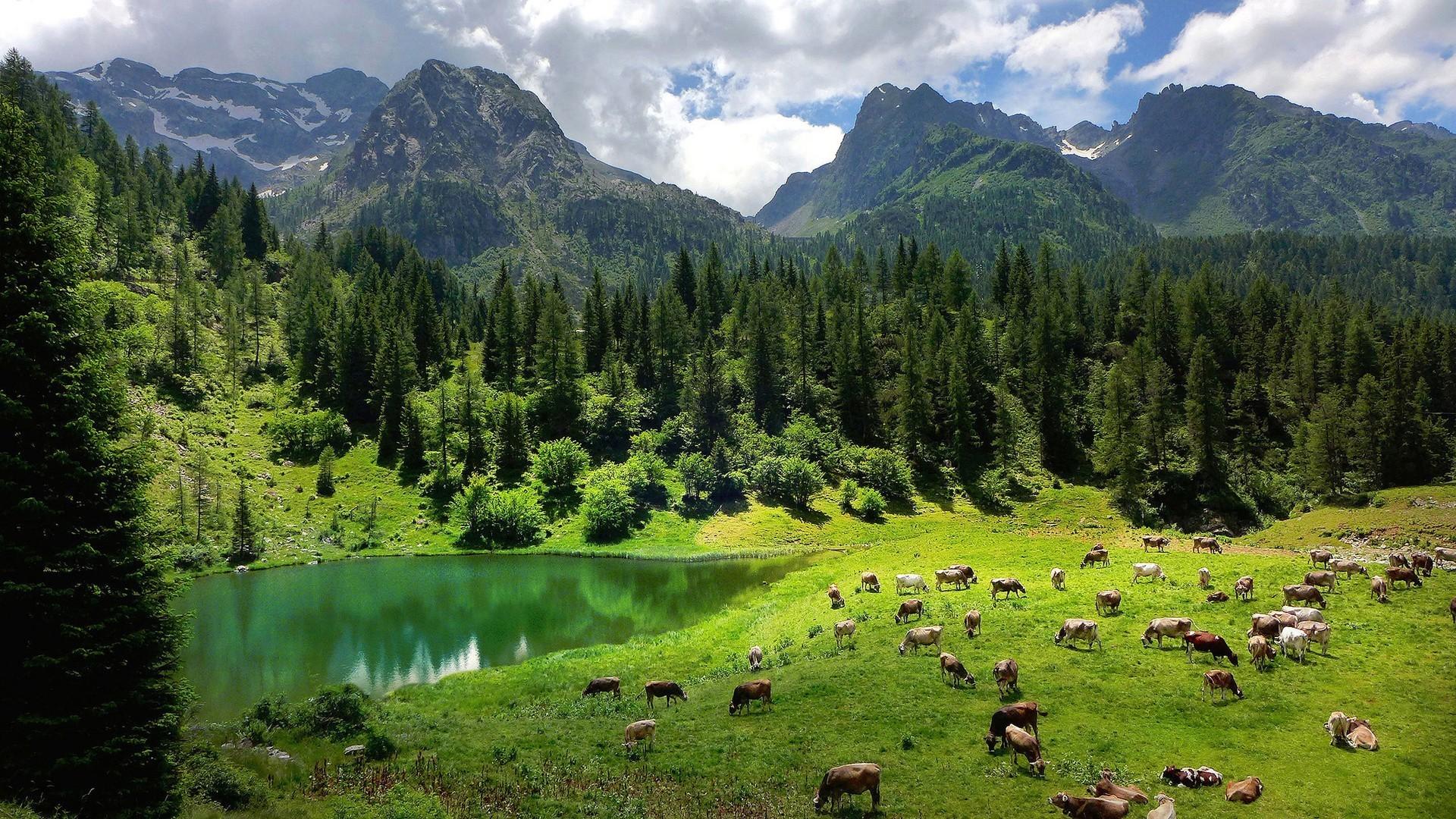 1920x1080 nature landscape trees forest alps italy water
