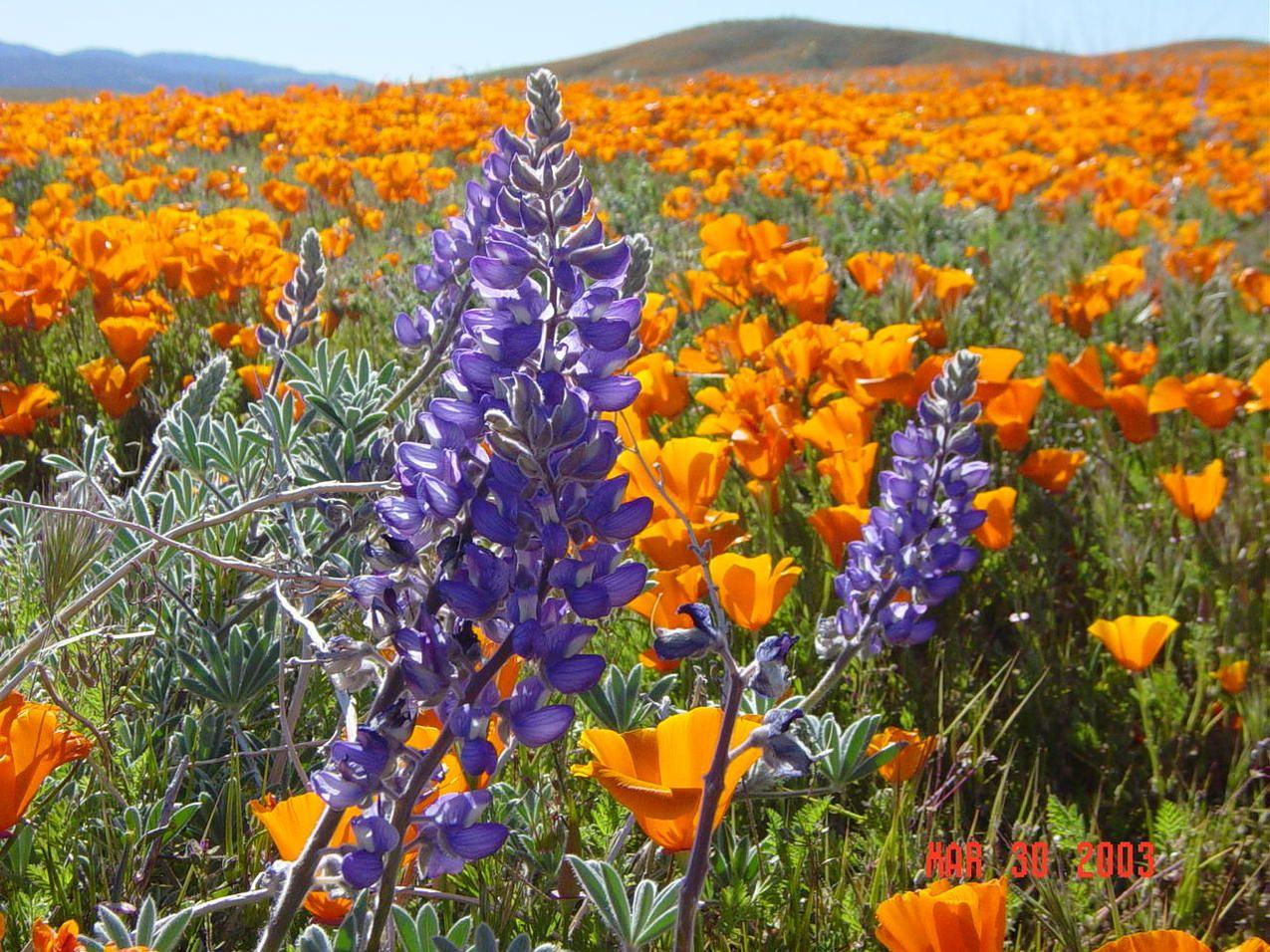 Beautiful California with colorful wildflowers, lupines Bluebonnets