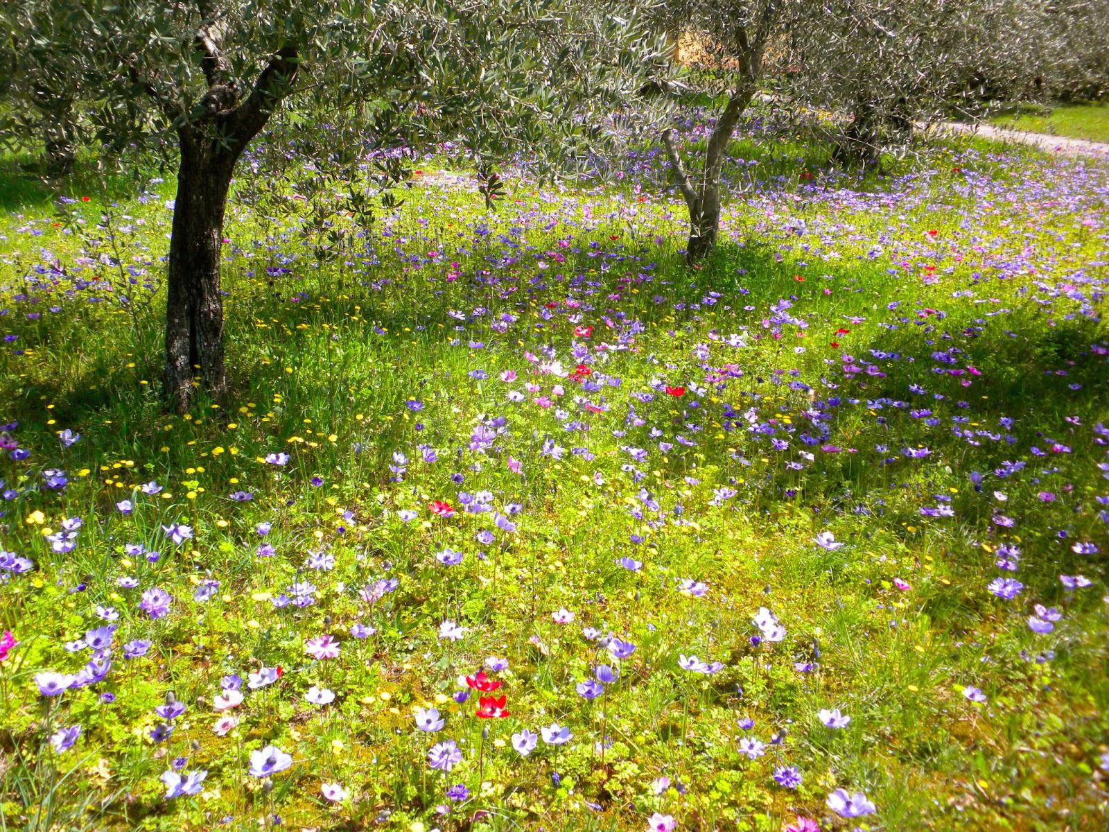 From a Tuscan Hillside: Anemone garden