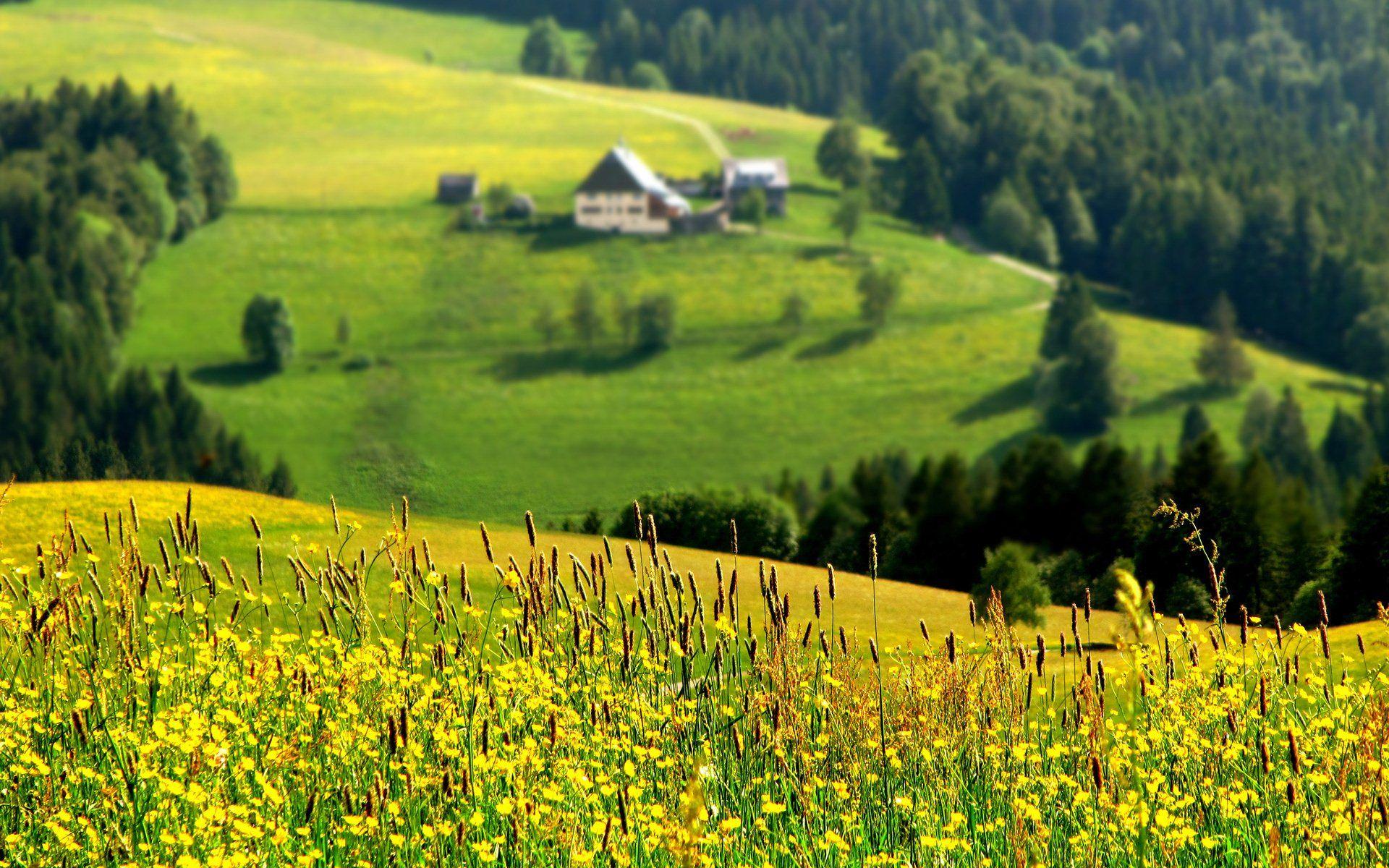 Meadow Flowers On A Tuscany Hillside Wallpapers - Wallpaper Cave