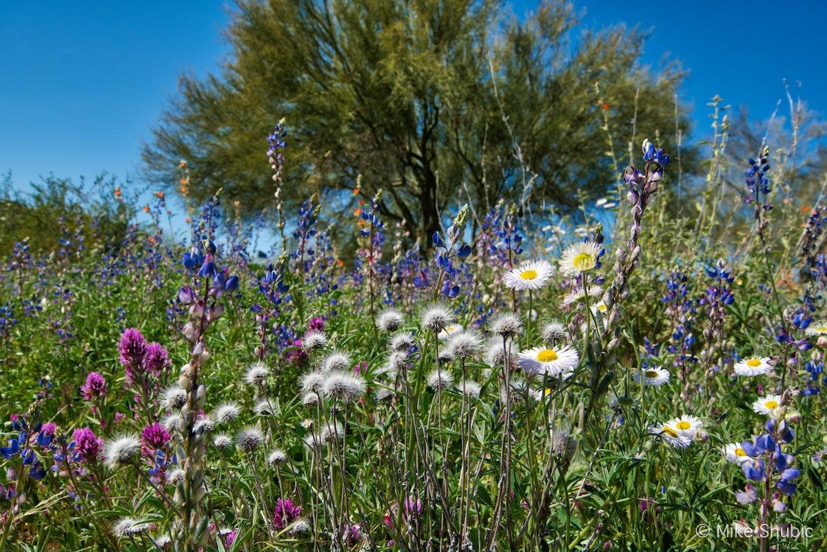 Arizona Wildflowers Road Trip Guide along with Map and directions