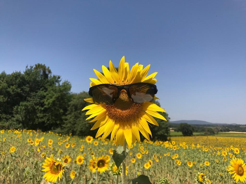 My Favorite Sunflower Tour in Tuscany Florence & Tuscany