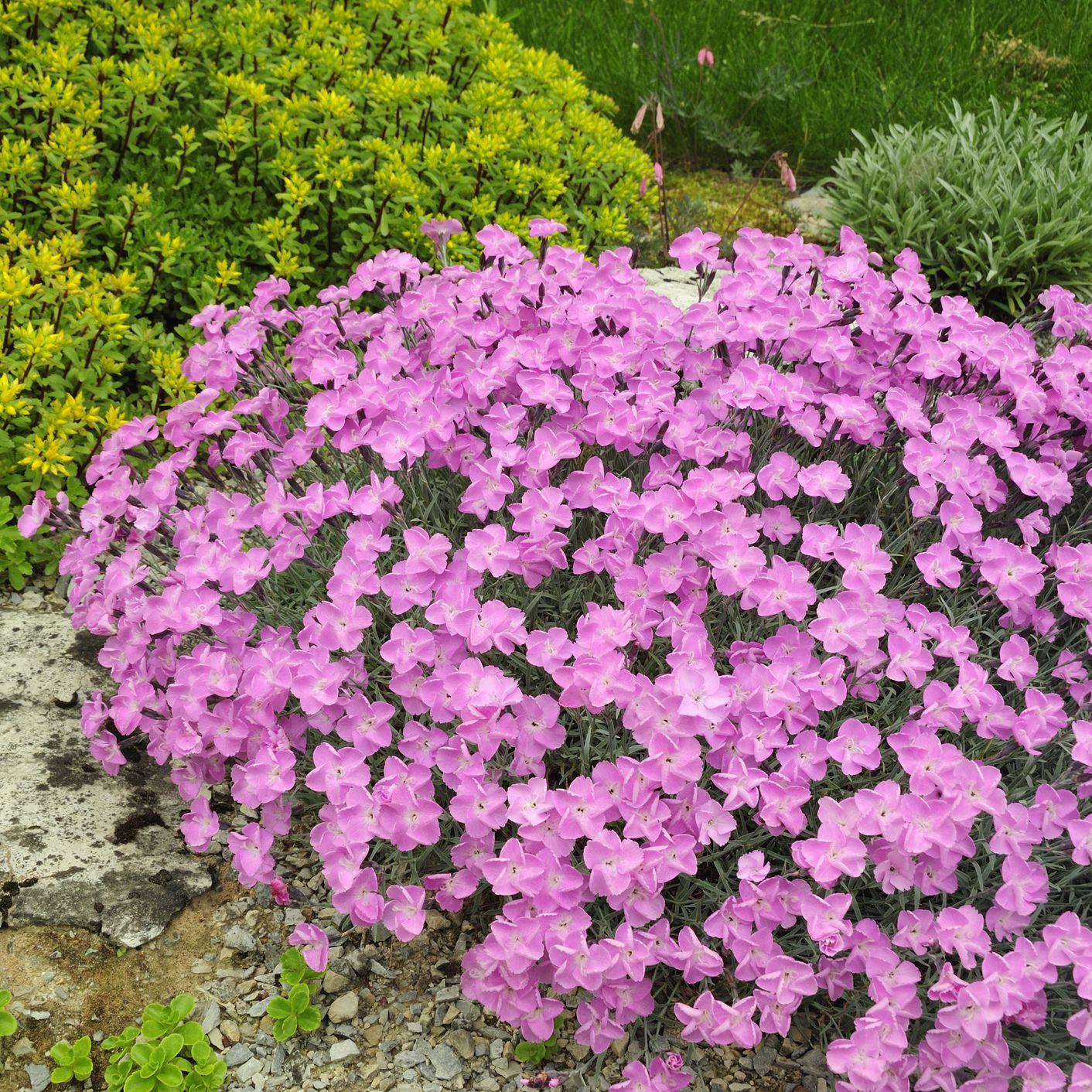 Recommended Plants for Sunny Rock Gardens
