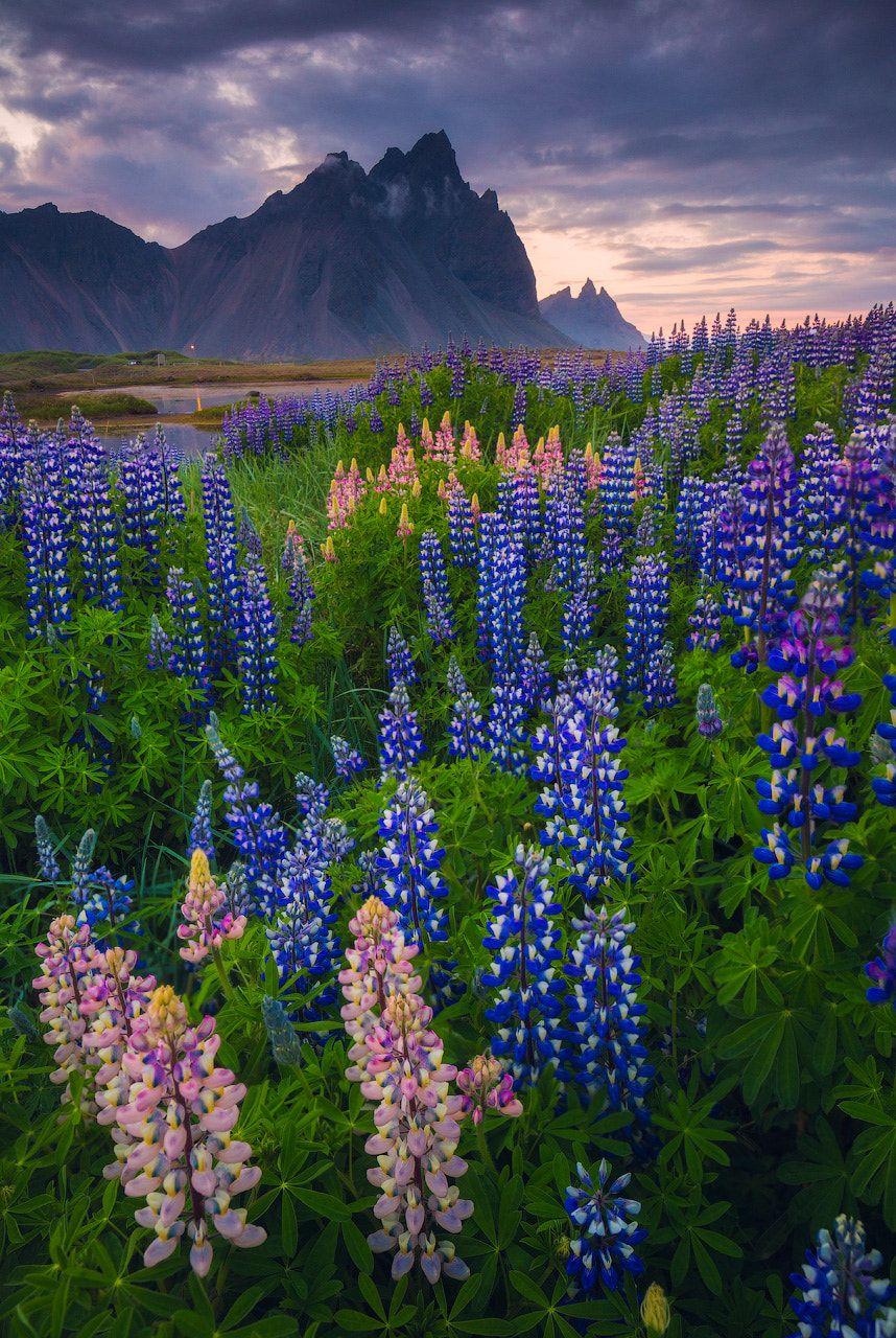 Vestrahorn in Bloom Our Photography Workshops in Iceland!