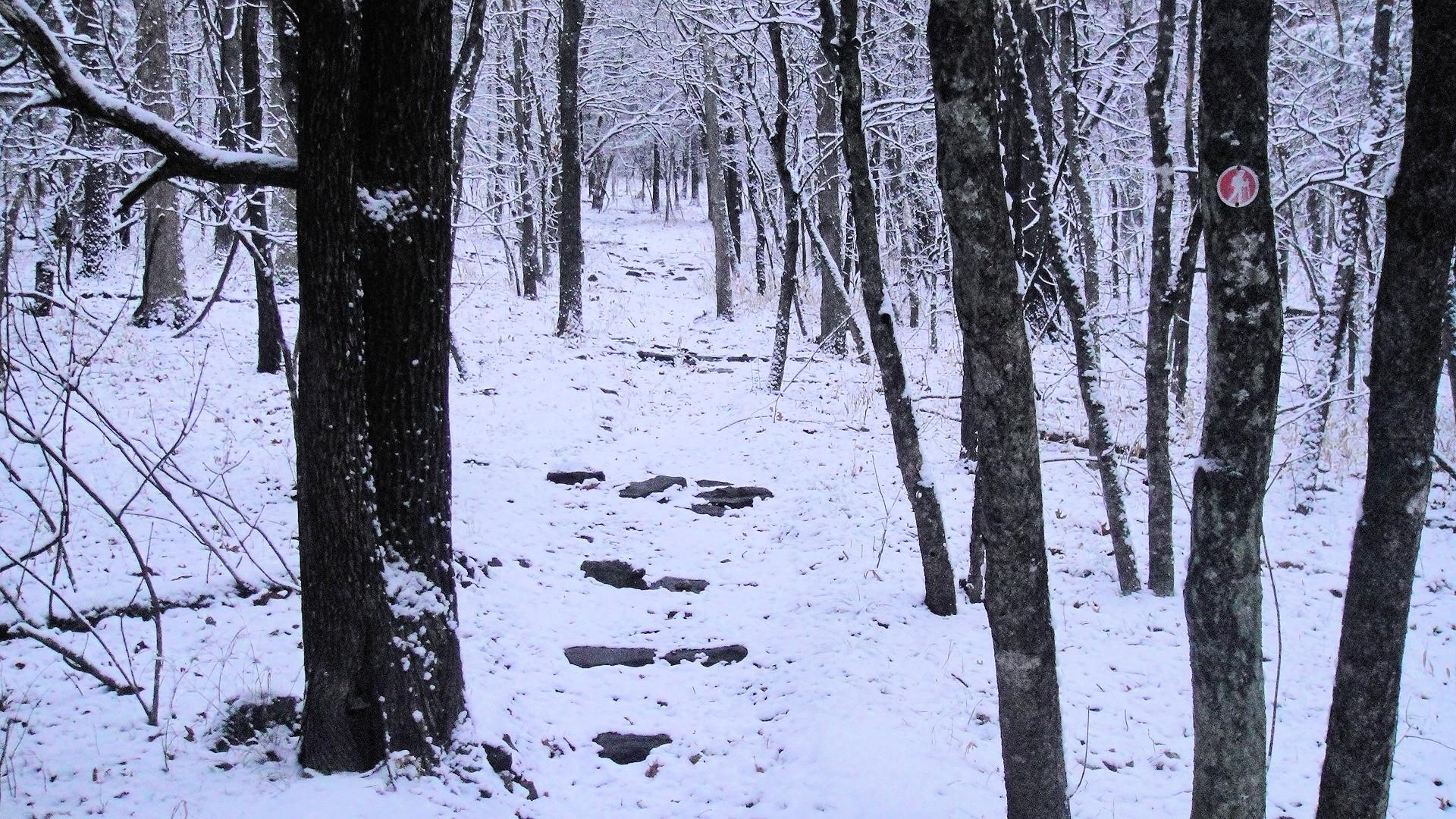 Forest: Trail Overlook Hiking Snow Winter Woods Forest Desktop