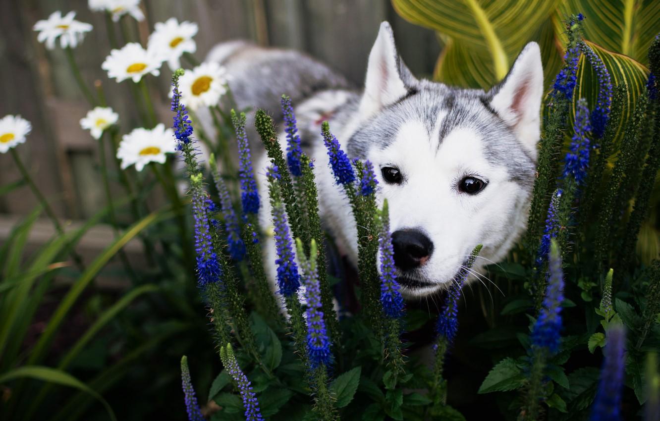 Wallpaper summer, face, flowers, dog, garden, puppy, flowerbed