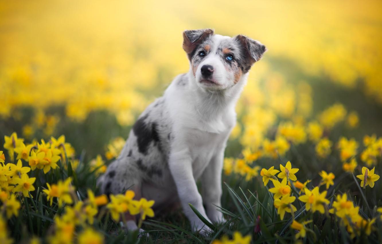 Wallpaper white, look, flowers, nature, pose, background, glade, dog, spring, paws, yellow, garden, puppy, sitting, flowerbed, daffodils image for desktop, section собаки