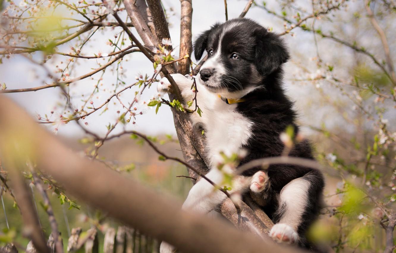Wallpaper look, flowers, branches, pose, tree, black and white, dog, spring, garden, baby, cute, puppy, trunk, face, flowering, sitting in a tree image for desktop, section собаки