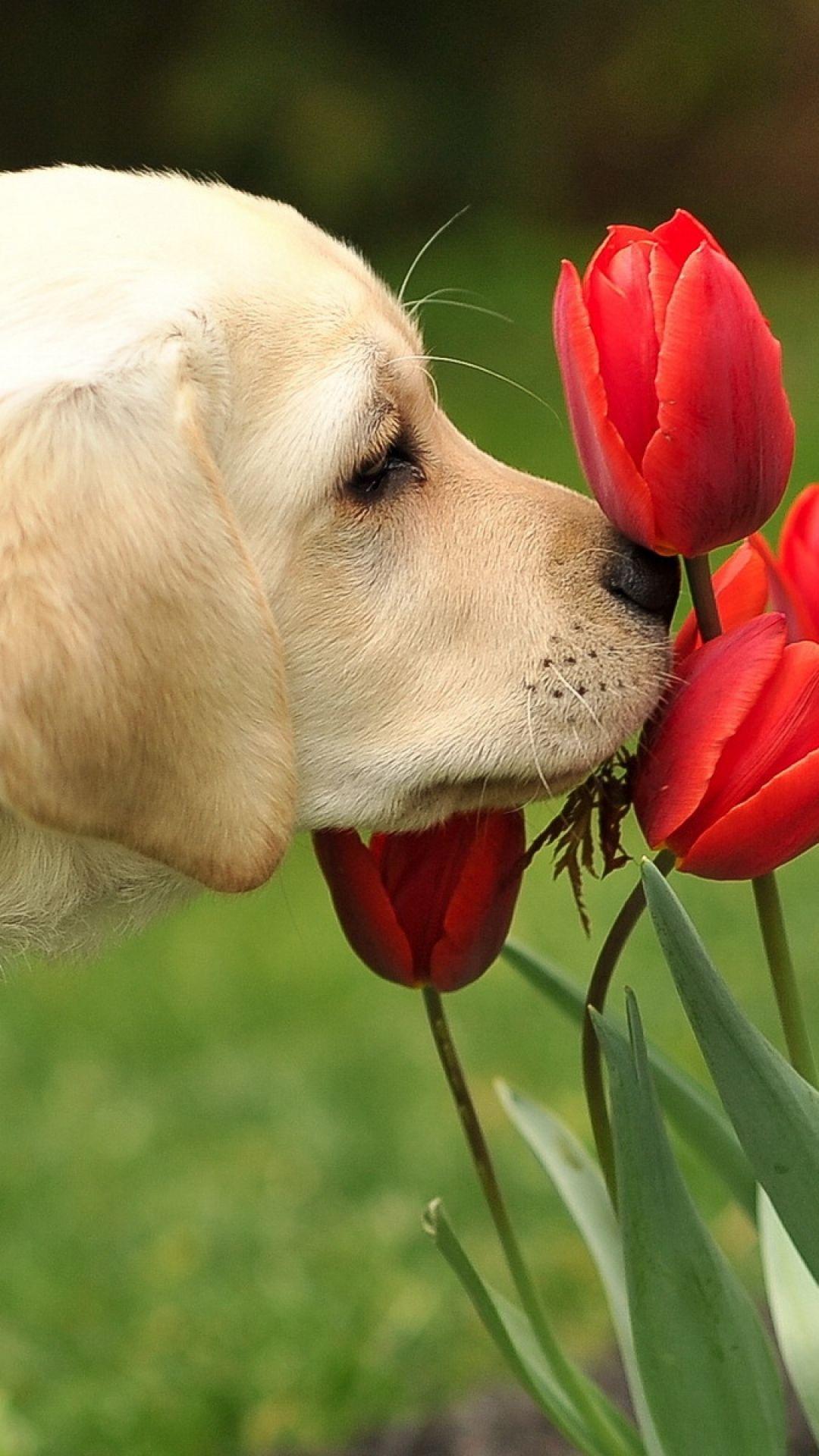 Download Wallpaper 1080x1920 Dog, Flowers, Nature Sony Xperia Z ZL, Z, Samsung Galaxy S HTC One HD Background. Cute dogs, Dog flower, Animals beautiful