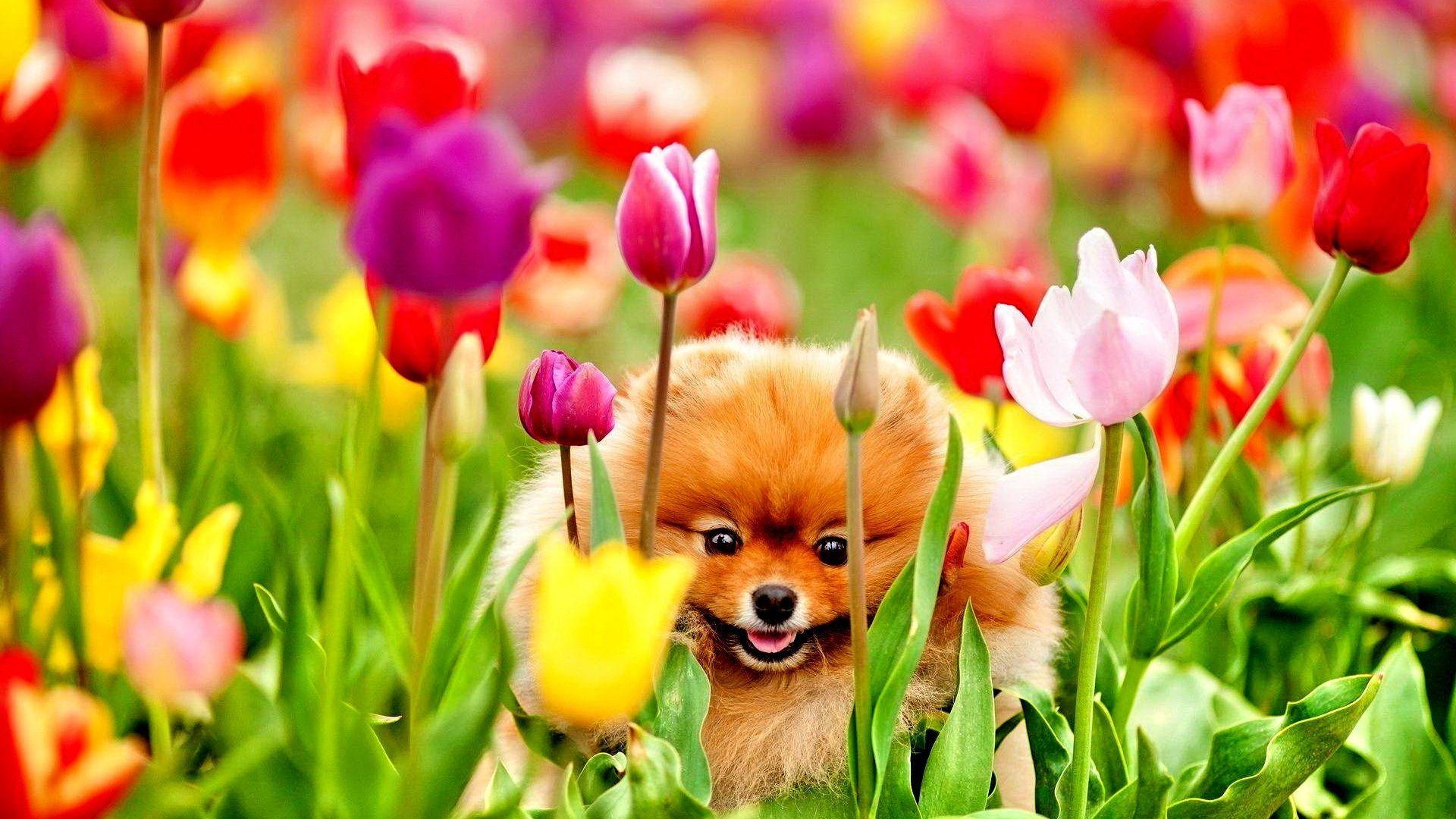 Spring Dog Wallpaper Free Spring Dog Background