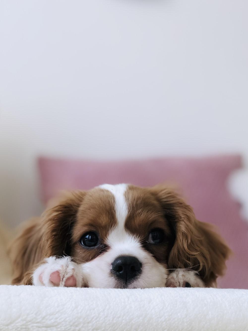 Adorable Puppy Picture. Download Free Image of Puppies
