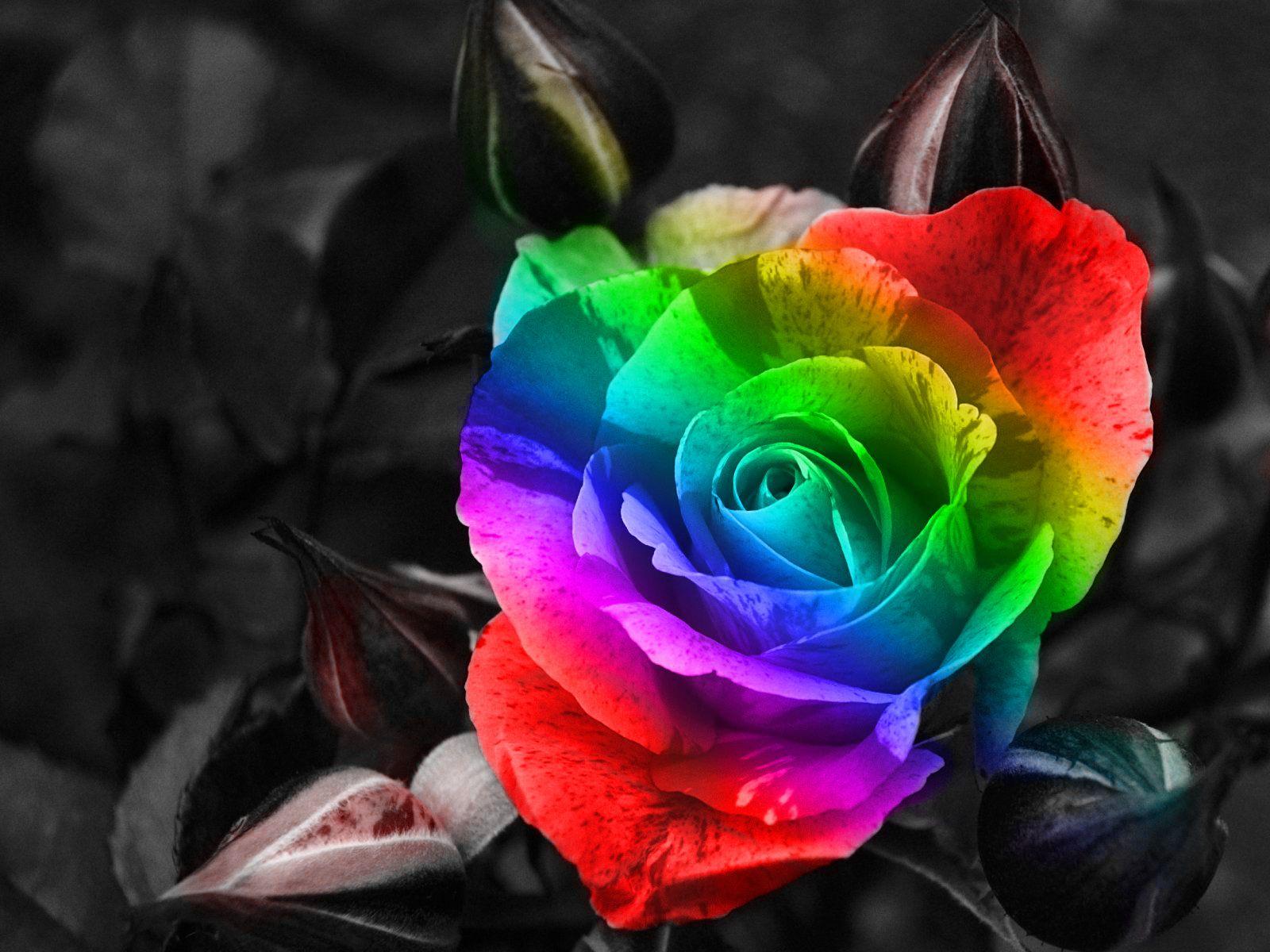 Desktop Wallpaper. Rose flower picture, Rainbow roses, Rose flower wallpaper