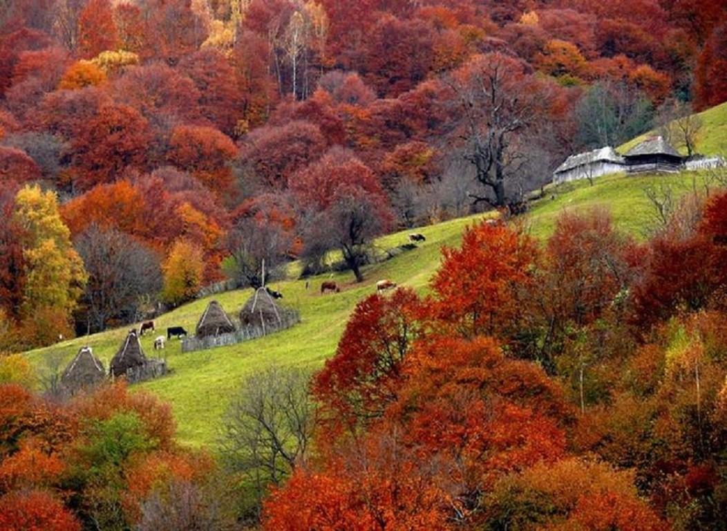 Forest: Autumn Grass Fields Rusty Reds Hay Stacks Enchanting Ancient