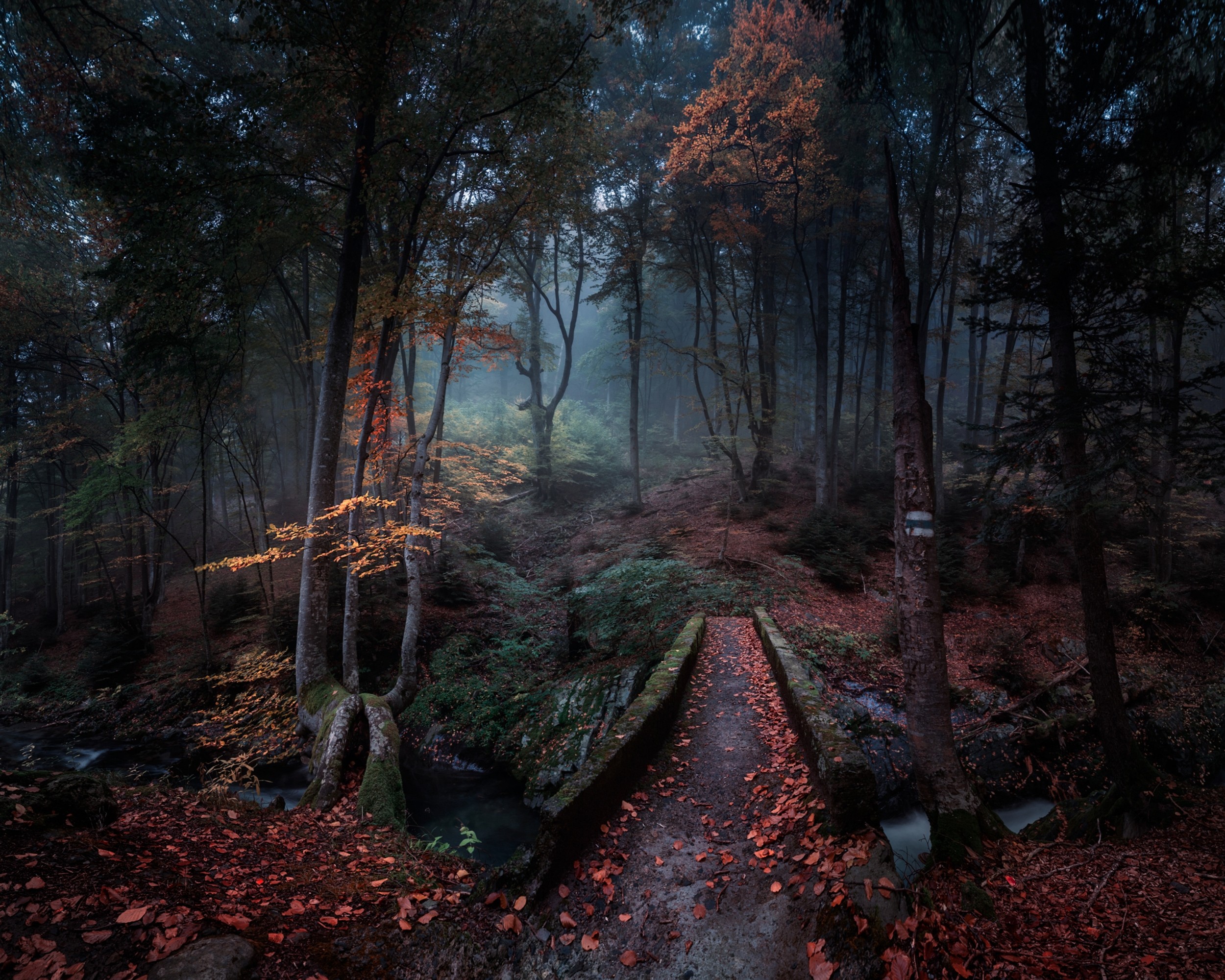 fall, leaves, Bulgaria, trees, nature, landscape, forest, path, mist, creek, morning wallpaper