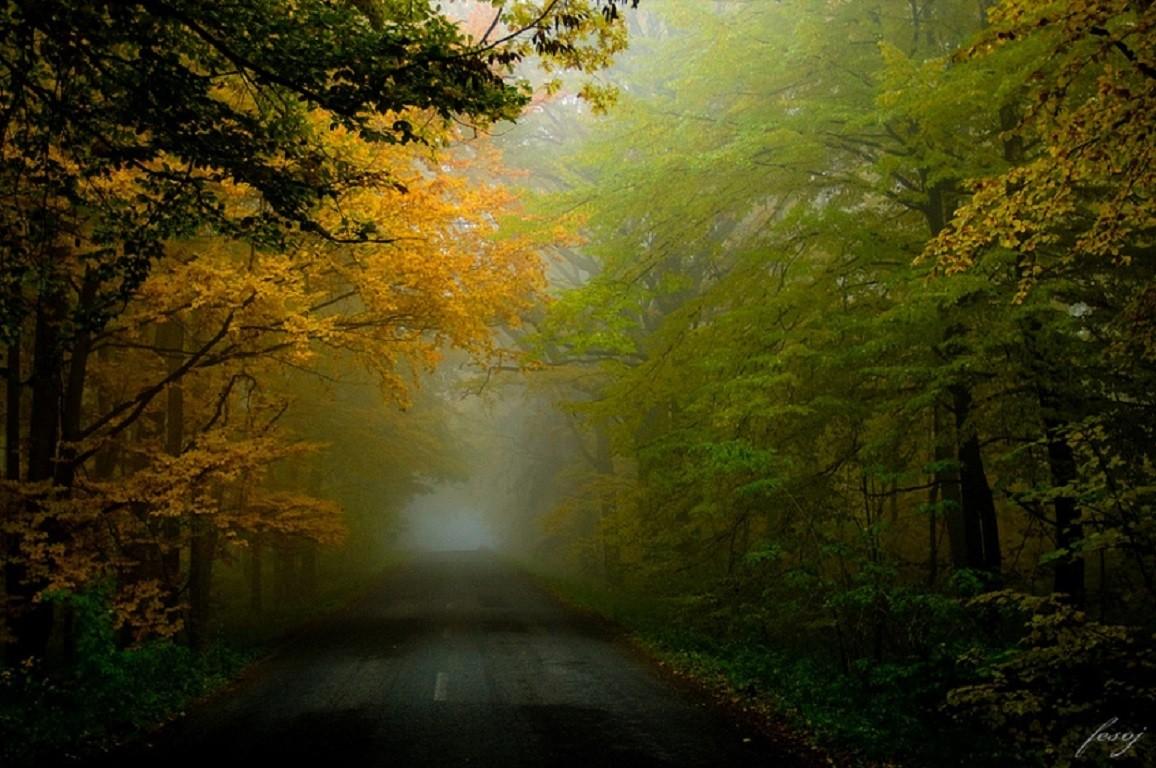 Forests wallpaper: Long Road Ahead Peaceful Walk Trees