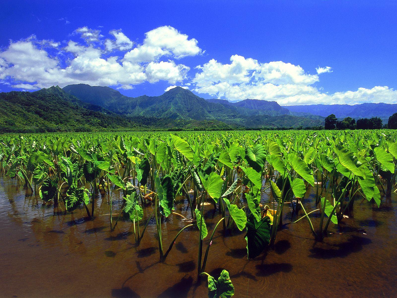 Taro Fields Of Hanalei Kauai
