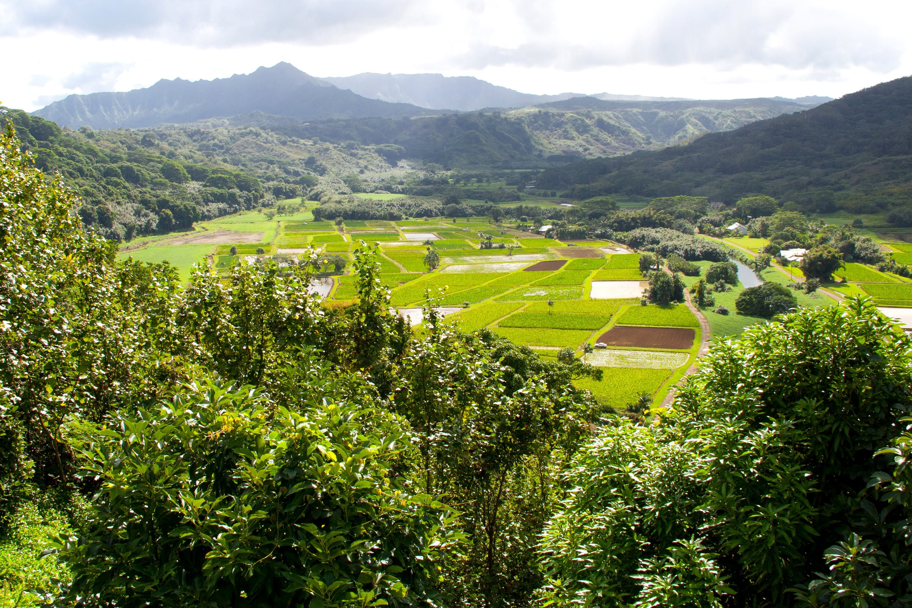 Nature, Free Wallpaper, Hawaii, Trees, Kauai, Mather Nature