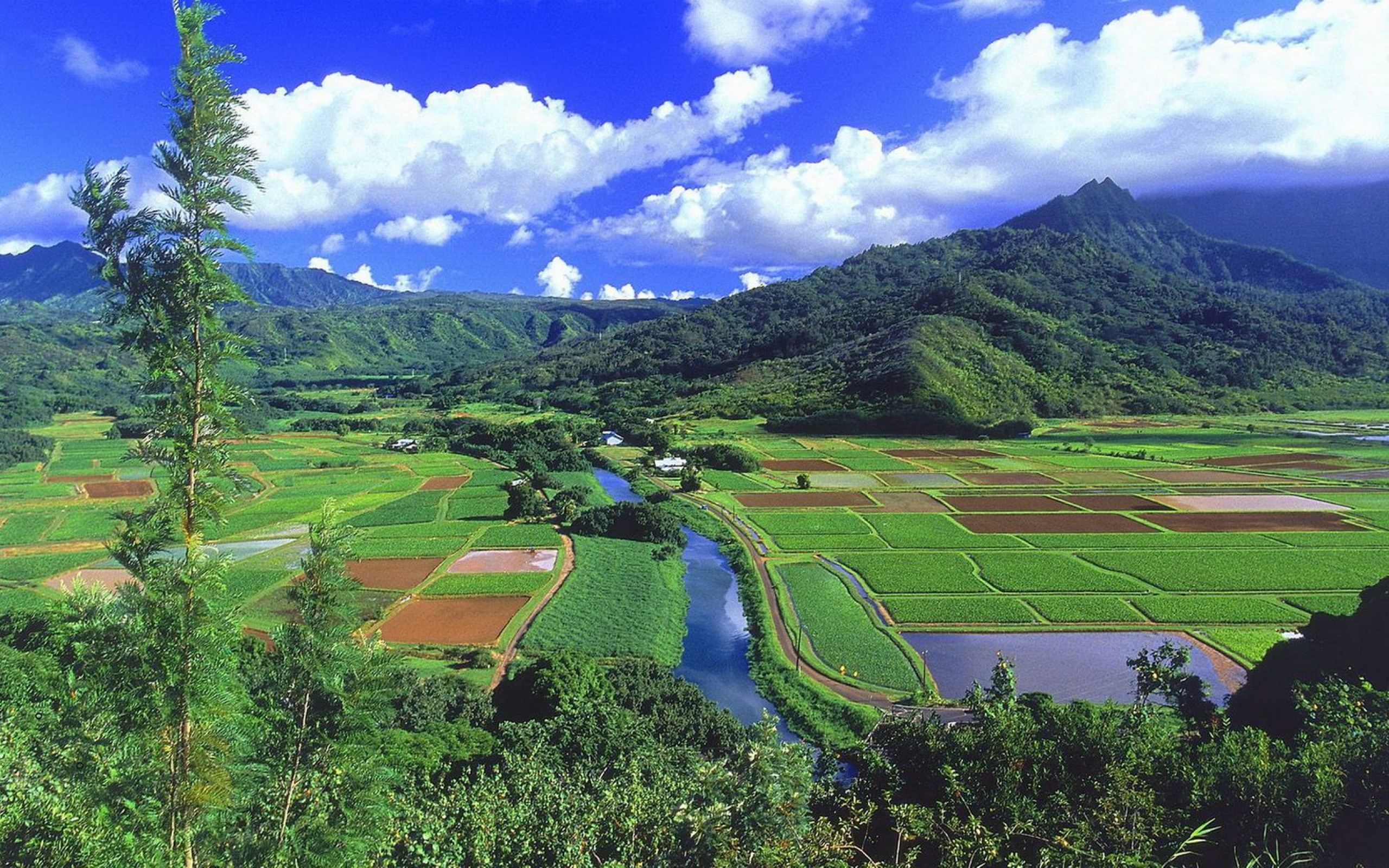 Paddy Field, Rural Area, Grazing, Vegetation, Field MacBook Pro 13